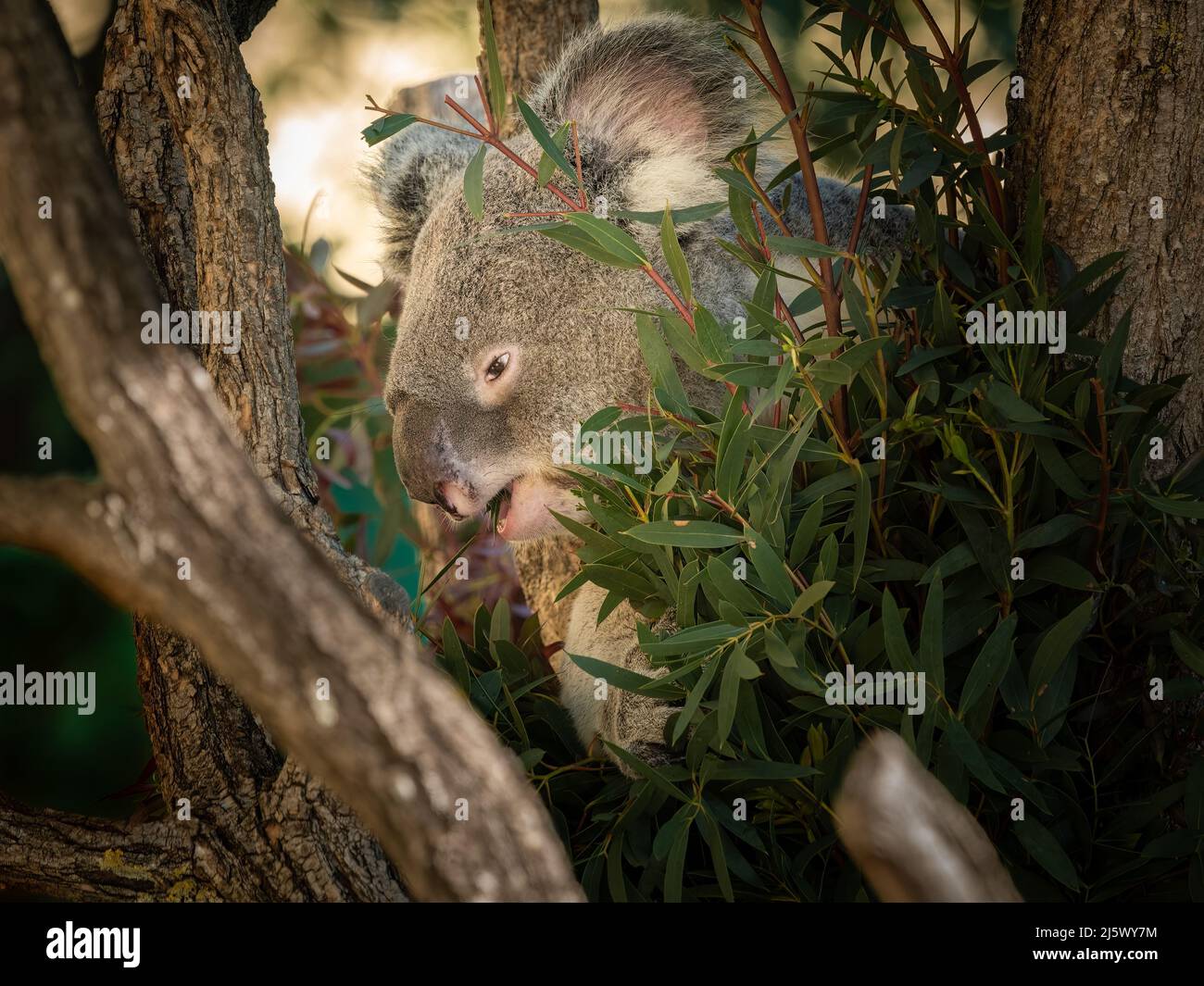 A cute little koala (Phascolarctos cinereus) sitting and eating on a tree in a zoo Stock Photo