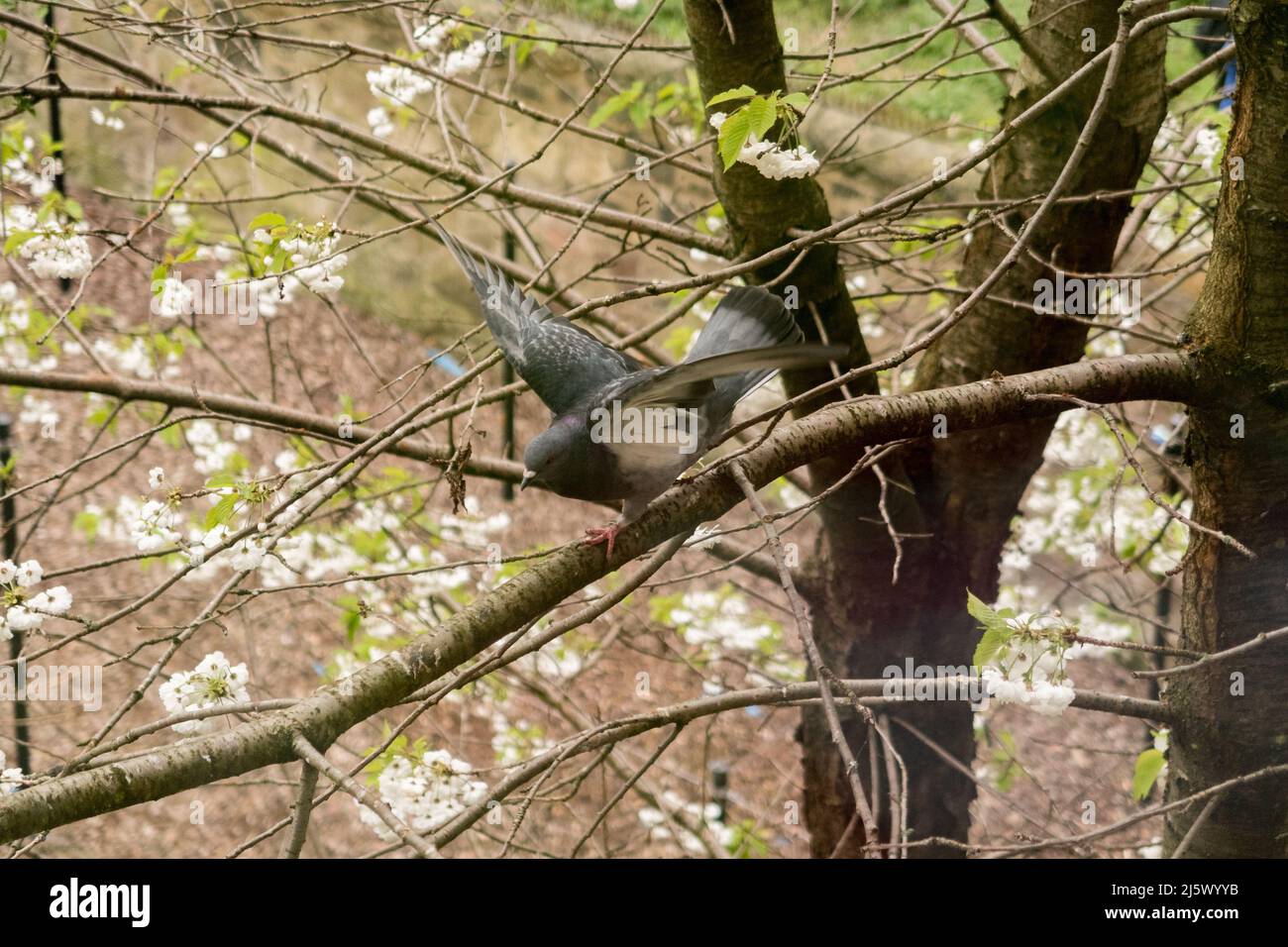A pigeon walking on a branch of a tree Stock Photo
