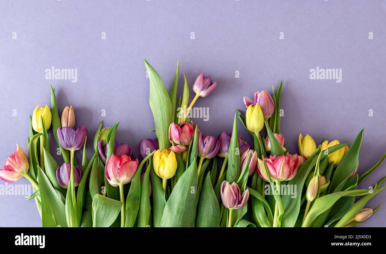 Flat lay, tulips on a colored background. Stock Photo