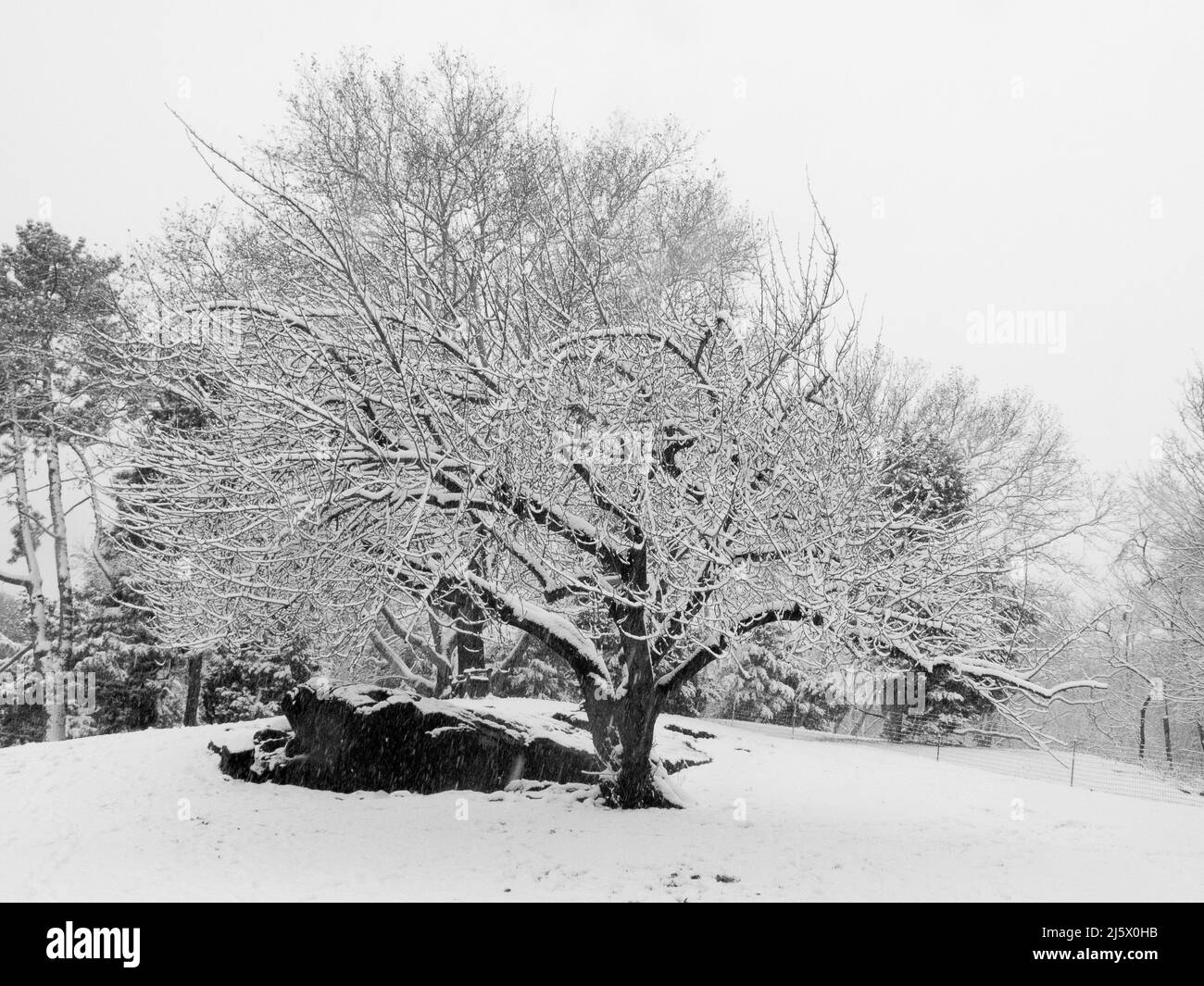 Central Park in Snow at Christmas time after a winter storm. New York ...