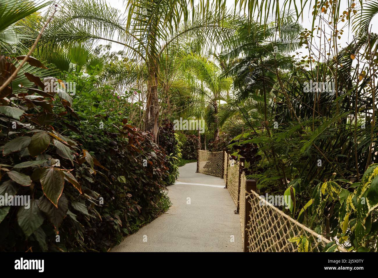 Palms main image 0