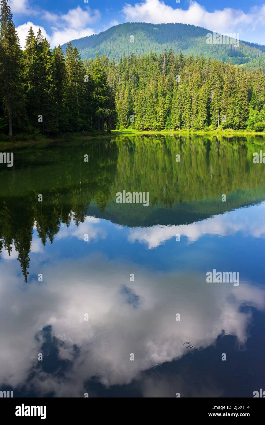 landscape with lake. forest reflection in the water. beautiful background of synevyr national park, ukraine. tranquil nature scene in summer travel se Stock Photo