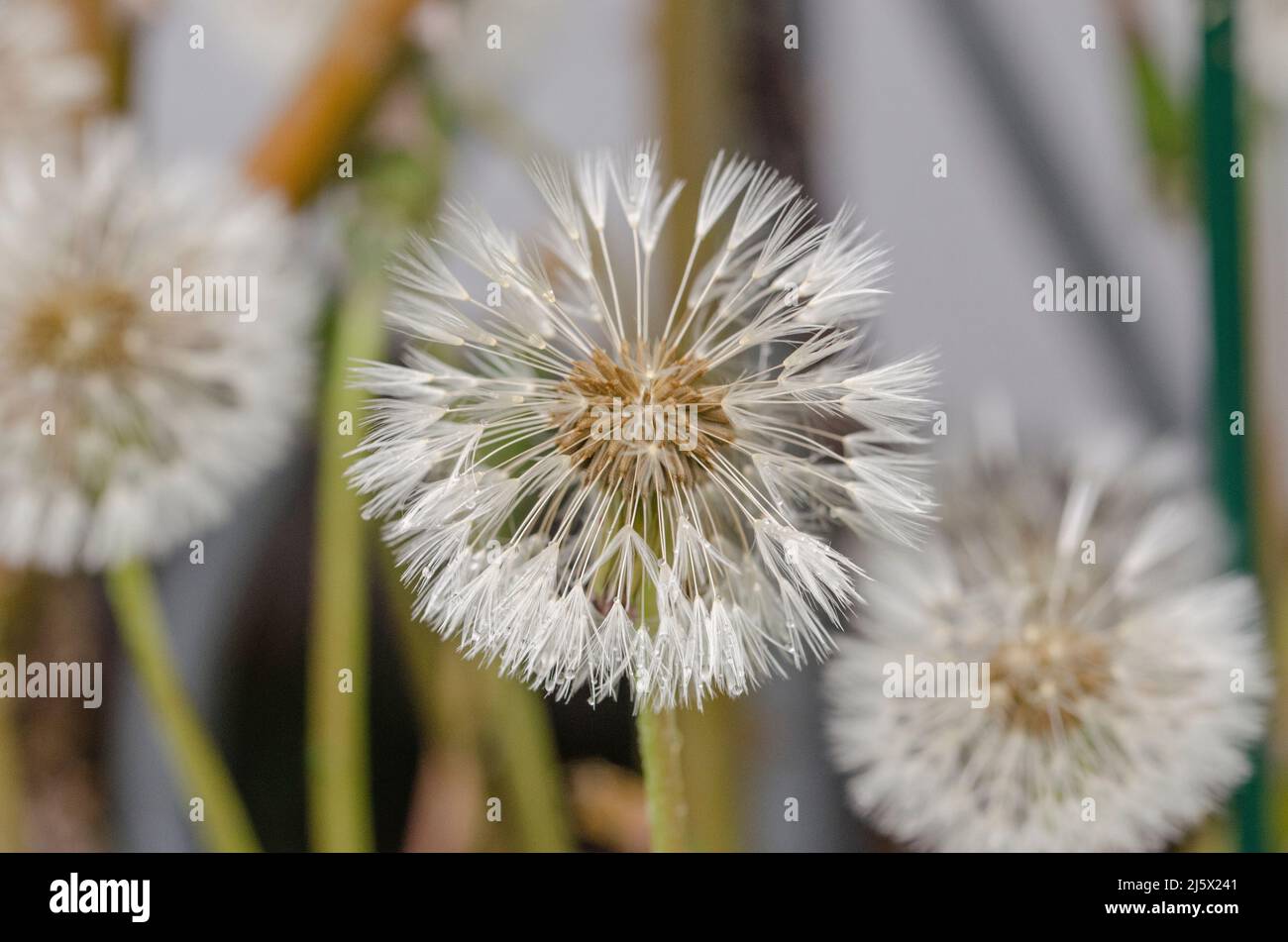 The dandelion is a perennial or perennial typically herbaceous plant