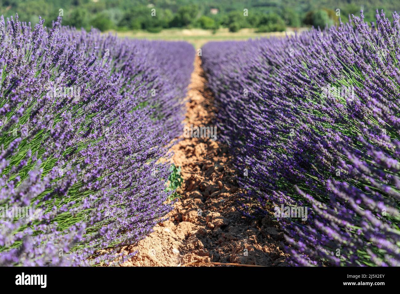 Lush thickets of young Provencal lavender of delicate lilac color, young juicy green stems on gravel ground. Vaucluse, Provence, France Stock Photo