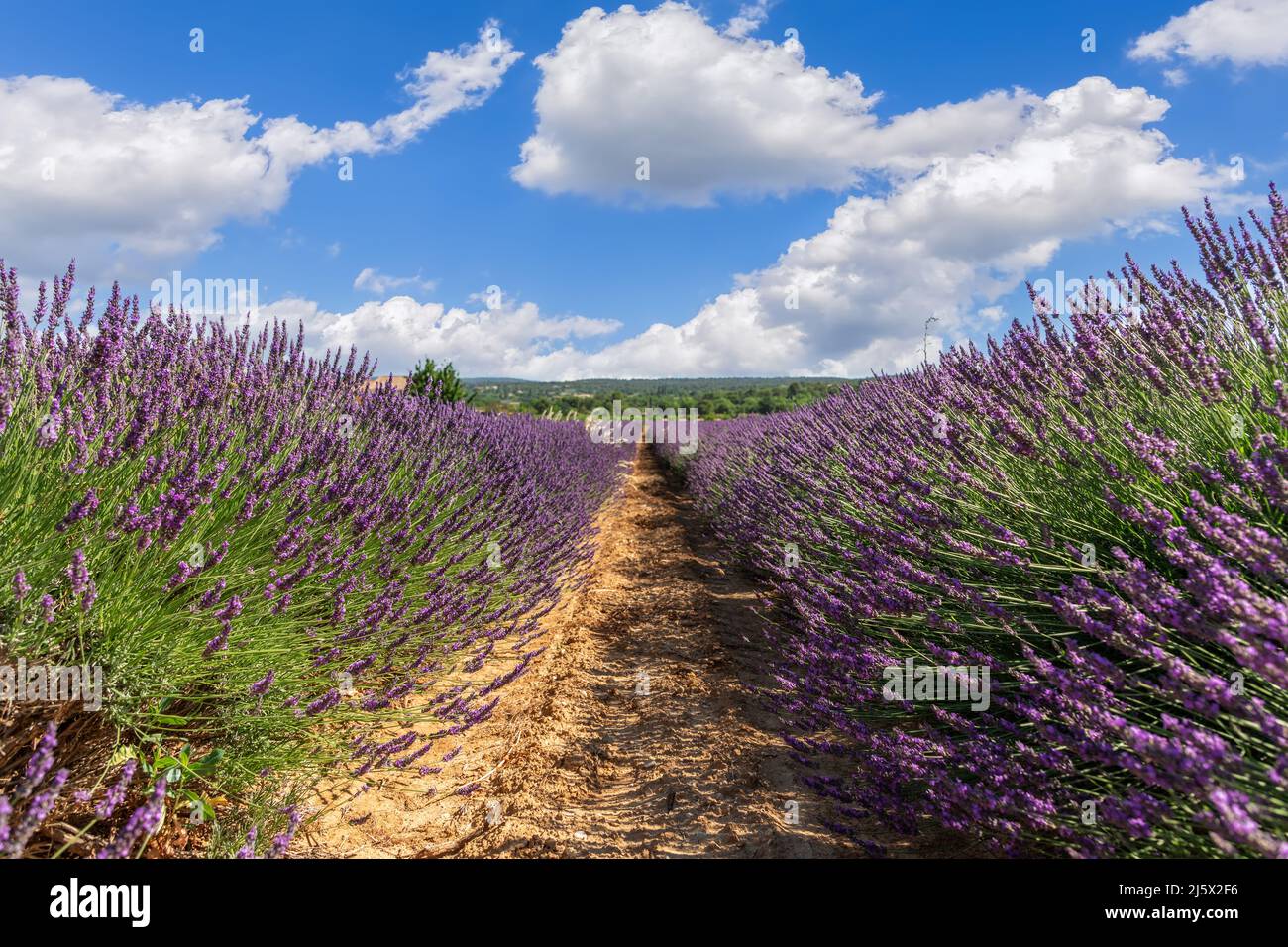 Lavender Grosso large grower and blooms heavily in summertime. Vaucluse, Provence, France Stock Photo