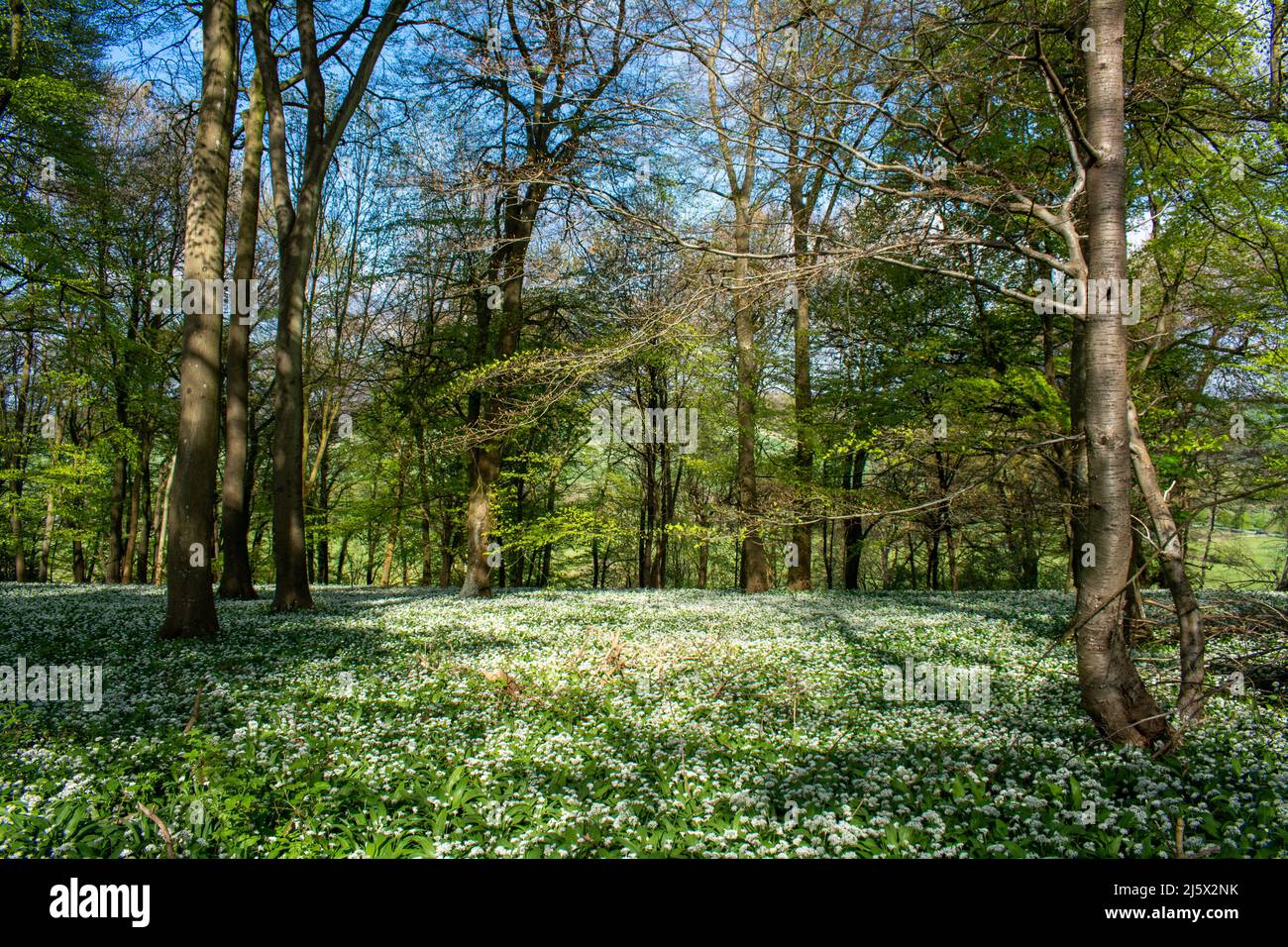 Wild garlic and bluebells growing amongst the trees of and English forest. Stock Photo