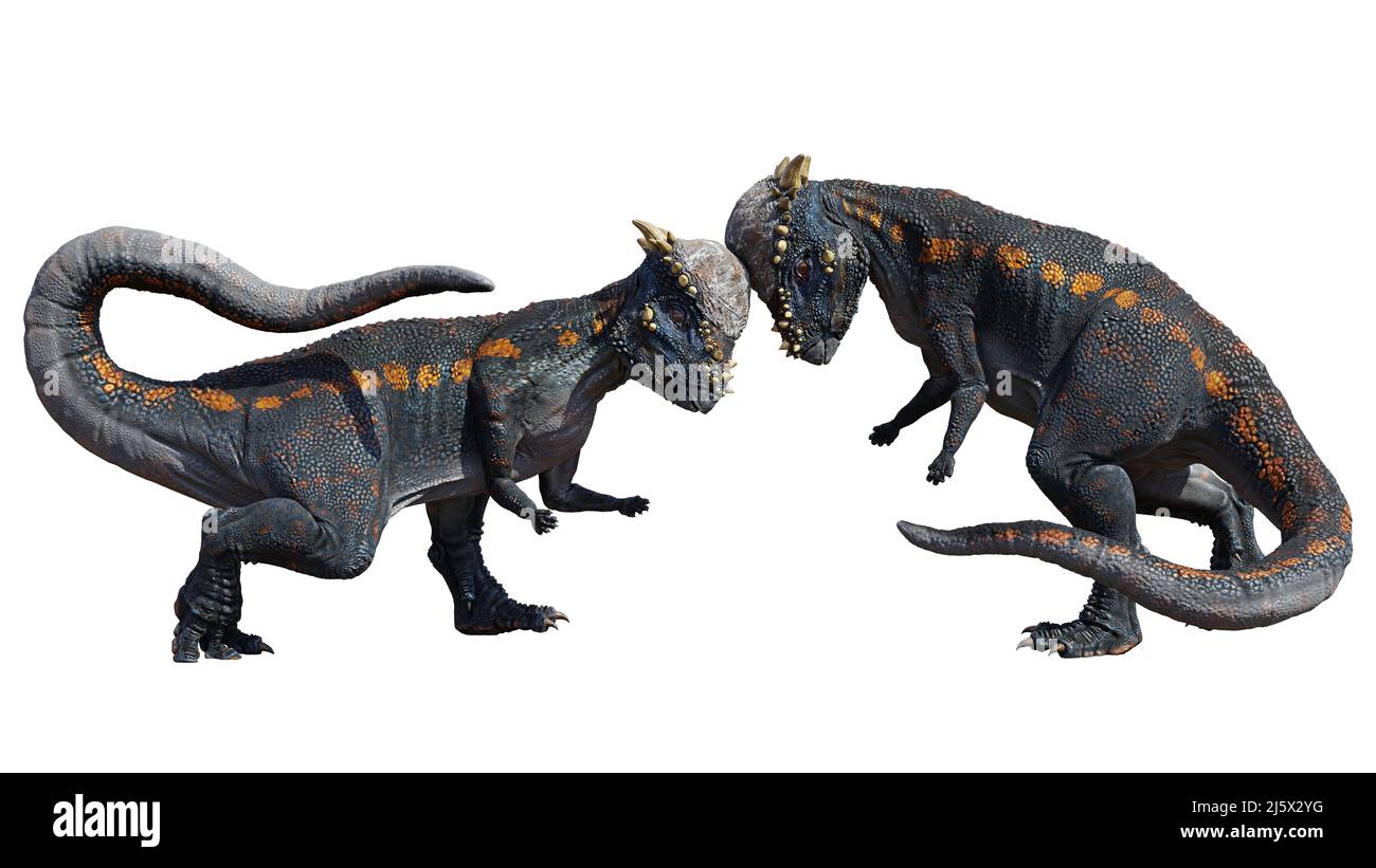 Dinosaur Head Fight Hi Res Stock Photography And Images Alamy