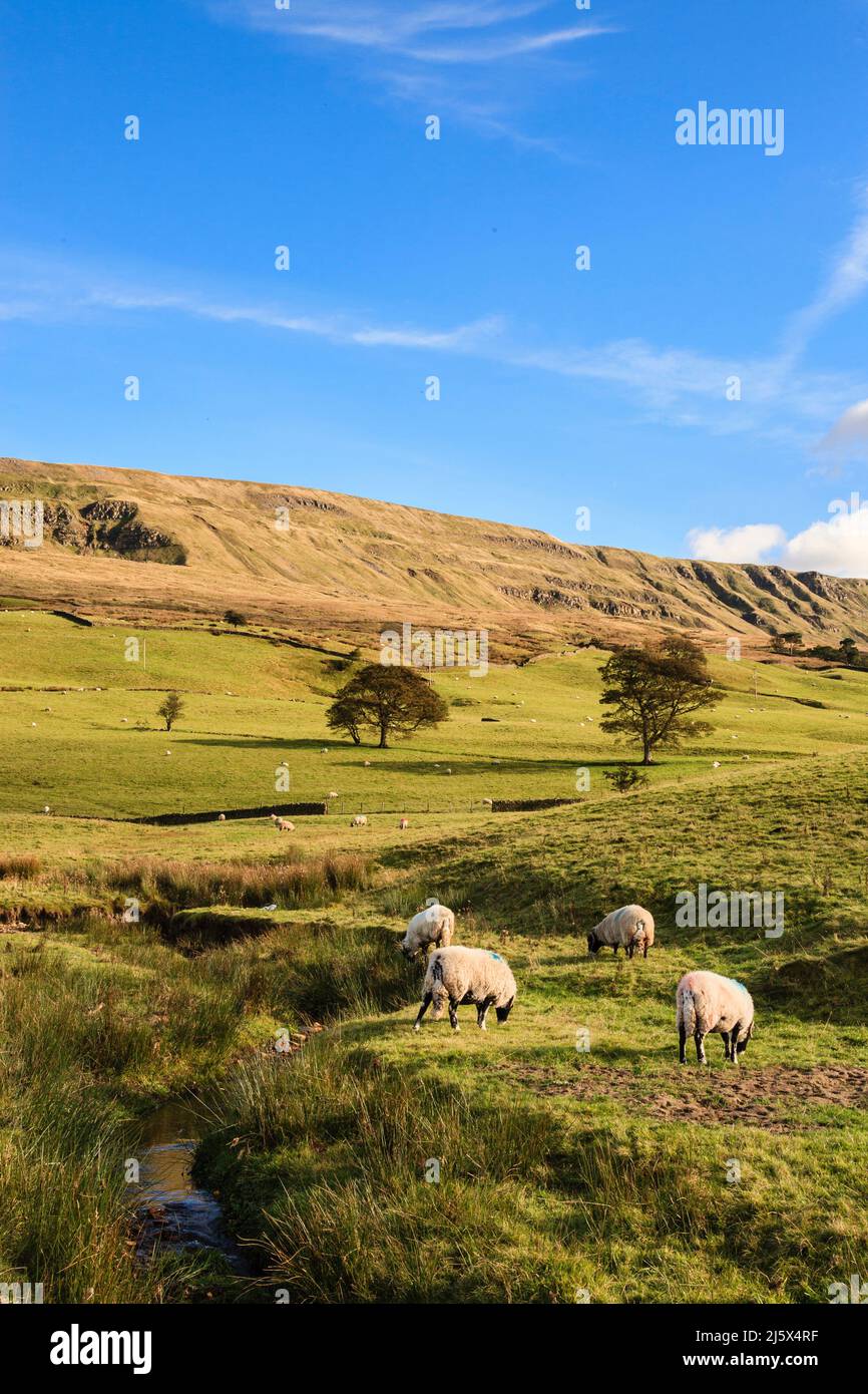 Sheep grazing in the countryside below Birkedale Common. Outhgill, Kirkby Stephen, Mallerstang Valley, Upper Eden Valley, Cumbria, England, UK Stock Photo