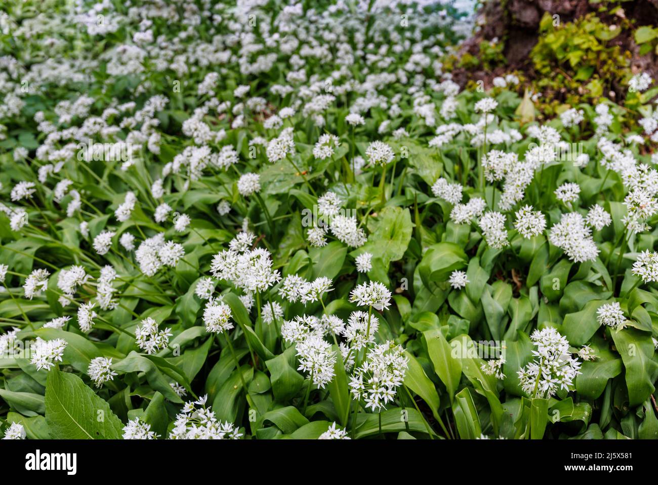 White wild garlic (Allium ursinum) growing and flowering in spring near Guildford, Surrey, south-east England Stock Photo