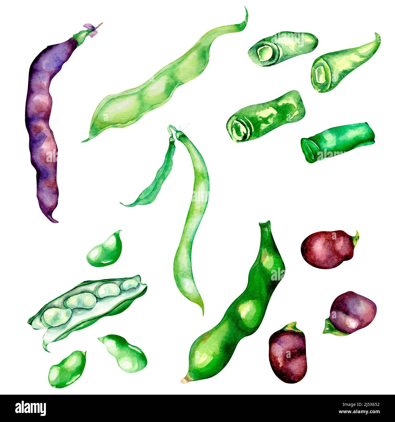 Set of black string beans, green haricot watercolor illustration