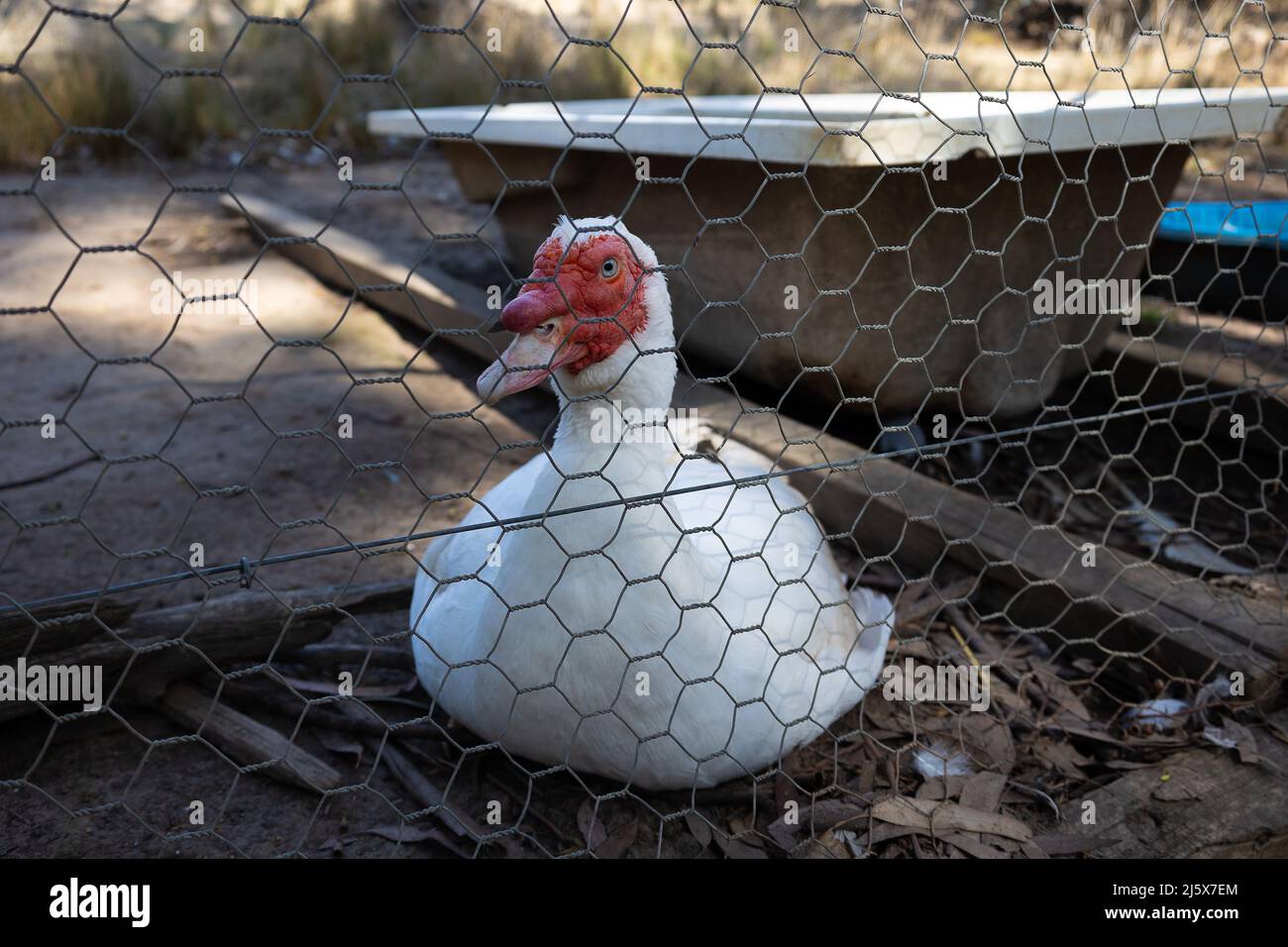 White Red Nosed Muscovy Duck near an old bathub - looking through a fence. Stock Photo
