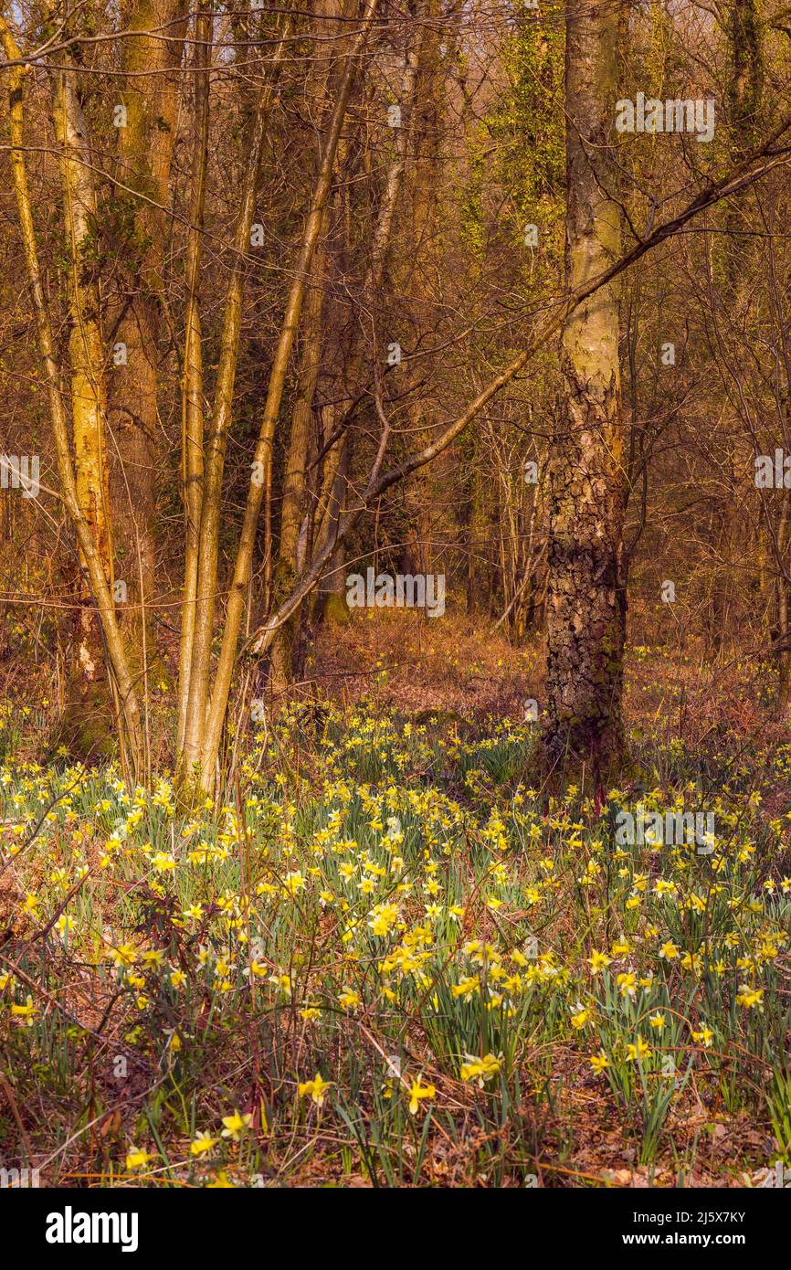 Wild daffodils near kempley hires stock photography and images Alamy