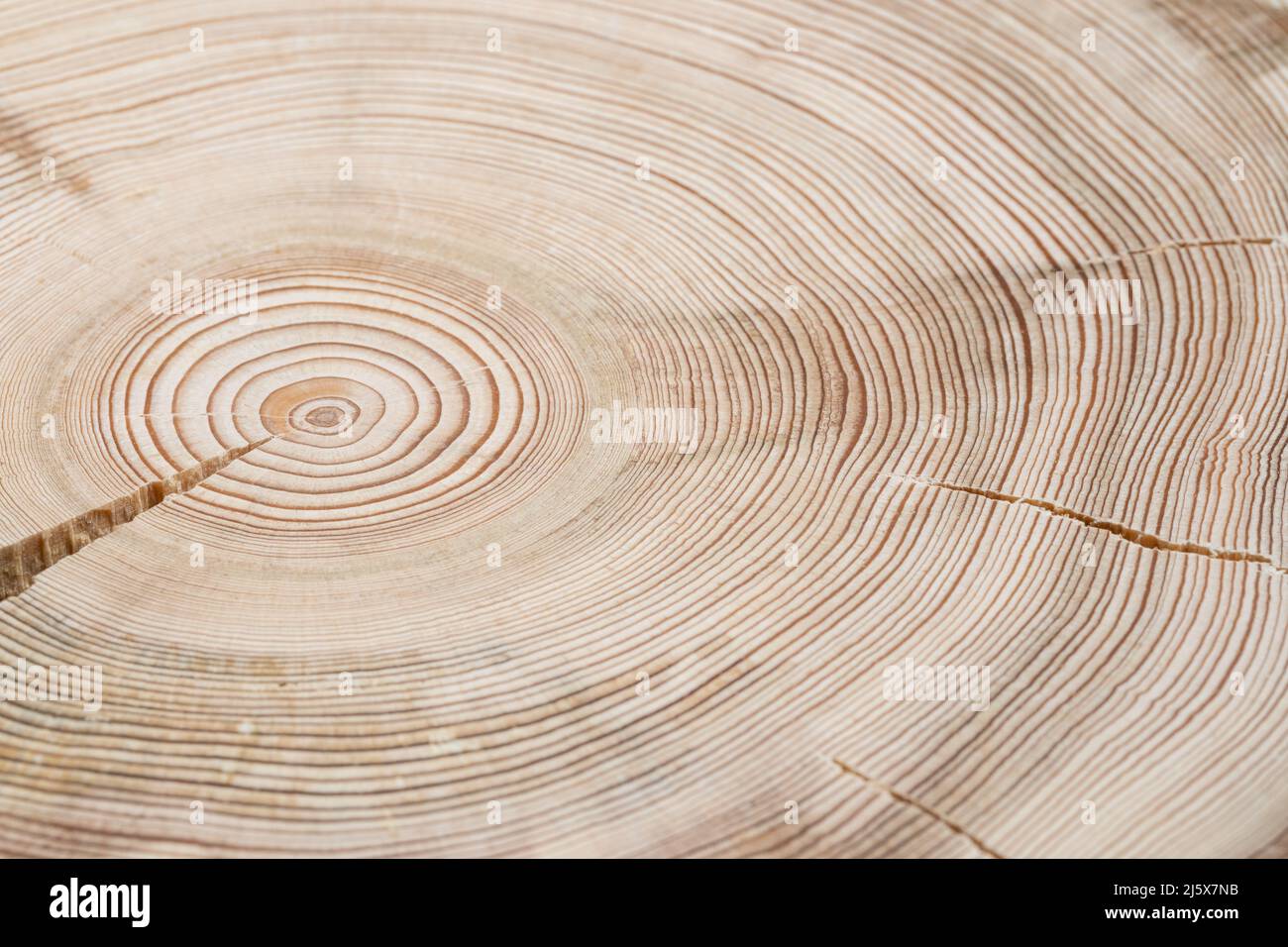 Abstract natural textured background of cross slice of natural wood ...