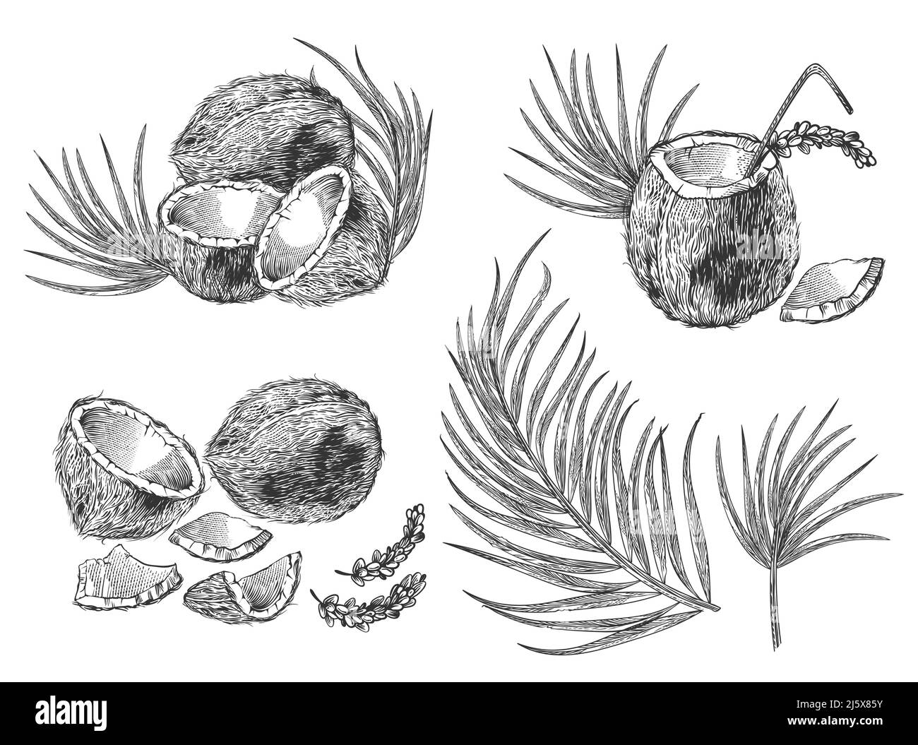 Engraved illustration of coconuts, palm leaves and cocktail. Vector