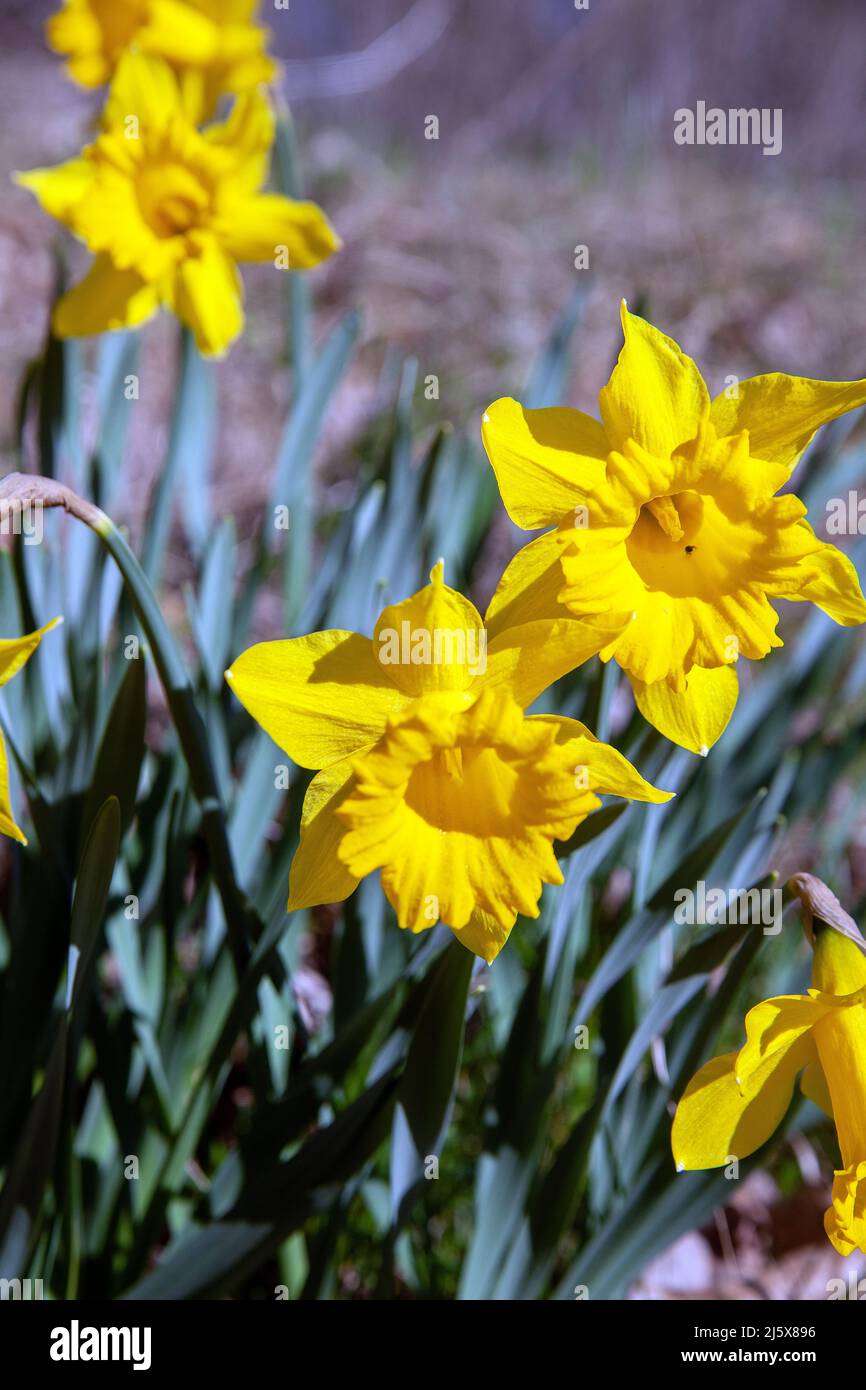 Narcissus Carlton. Daffodil, påsklilja,in woodland Sweden Stock Photo