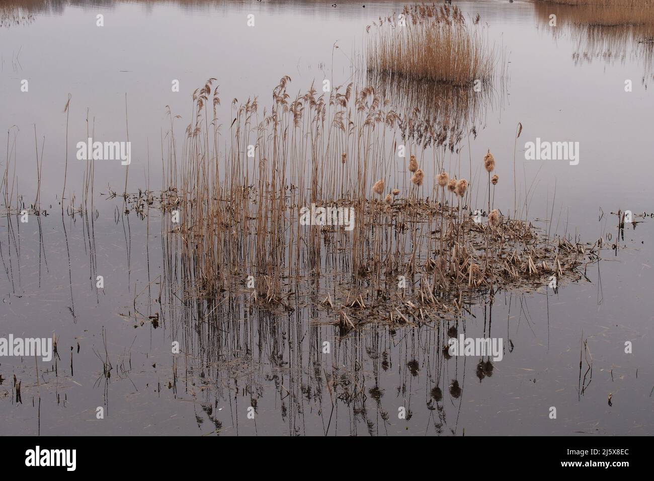 Reeds growing out of wetlands in the fens in Suffolk near the Little Ouse river in spring time Stock Photo