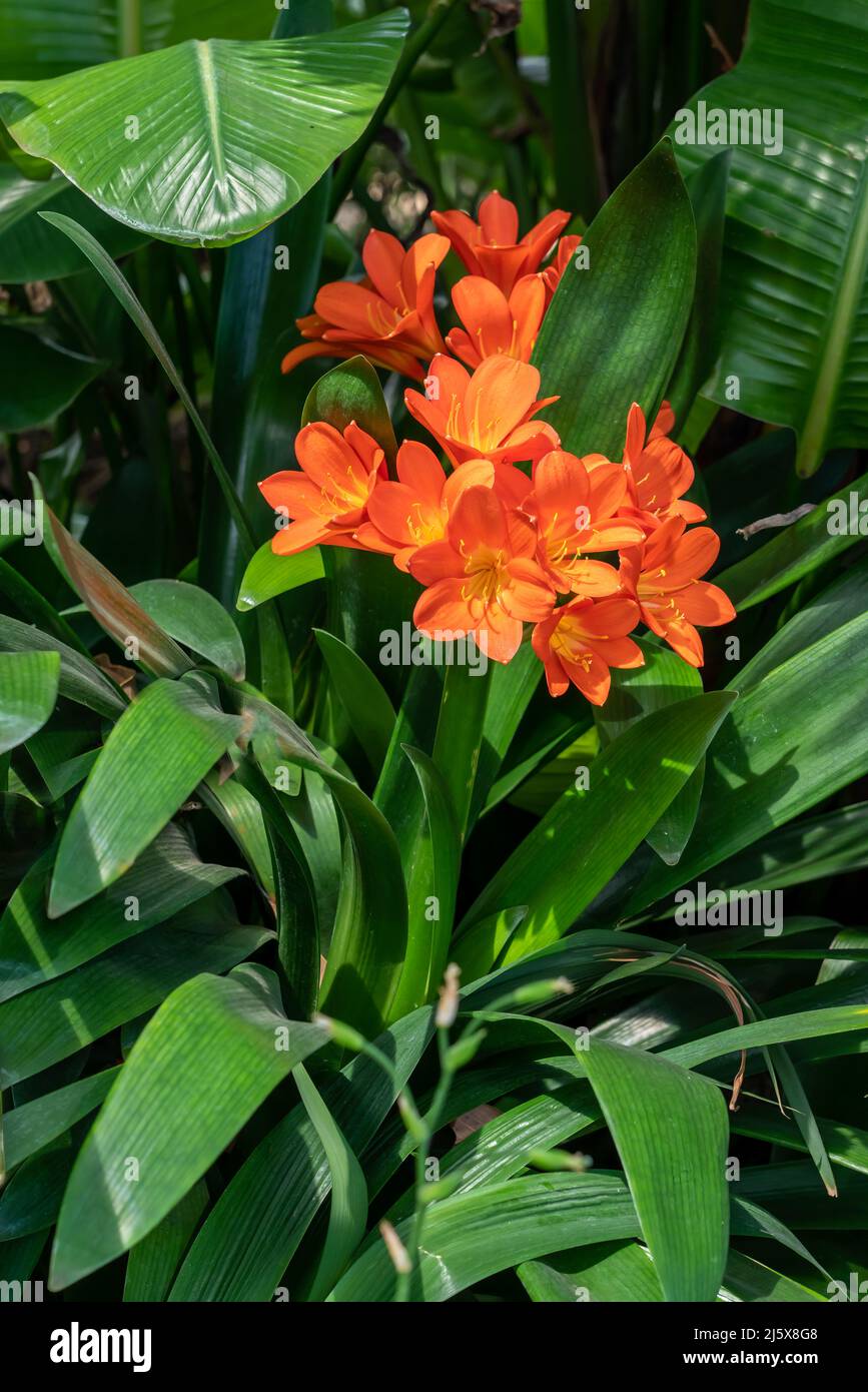 Clivia Miniata - broad leaves with bright orange and yellow flowers, a tropical plant. Stock Photo