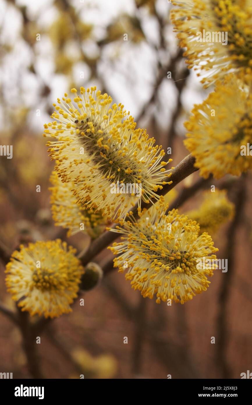 Male Goat Willow, Pussy Willow, Salix caprea, flowers, catkins, in spring time Stock Photo