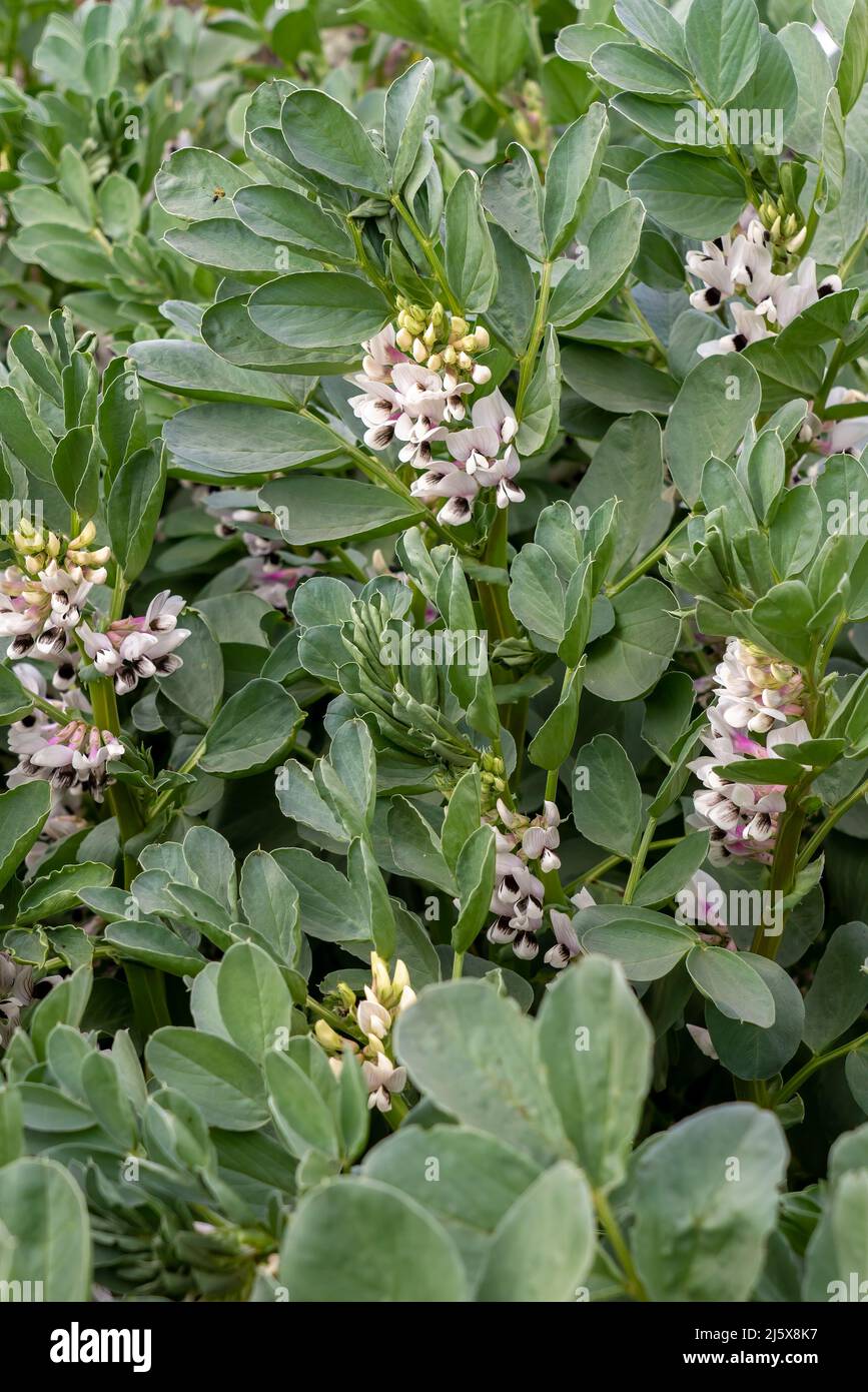 Flowering field beans, winter growing broad bean. Stock Photo
