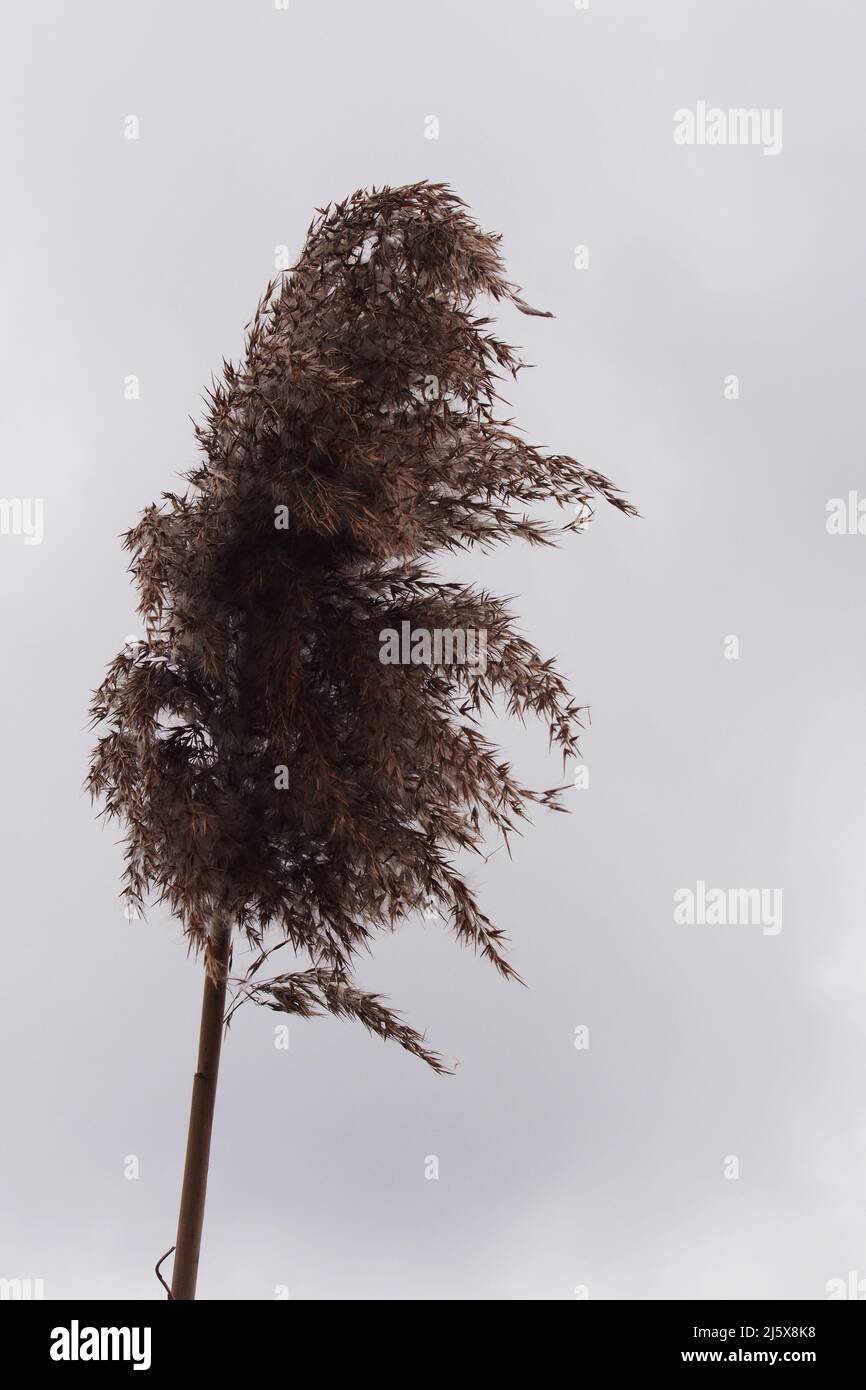 The tip, seed head, of a fenland reed, silhouetted against a clouded sky Stock Photo