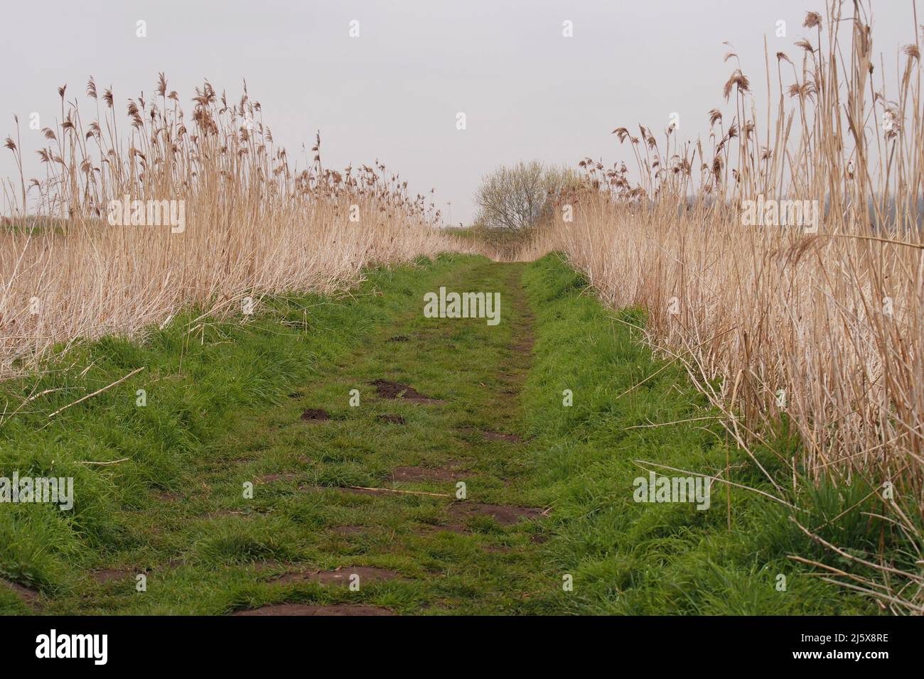 Reedbeds and grazing meadows at Lakenheath wildfowl reserve, Suffolk, England, in the fenlands Stock Photo