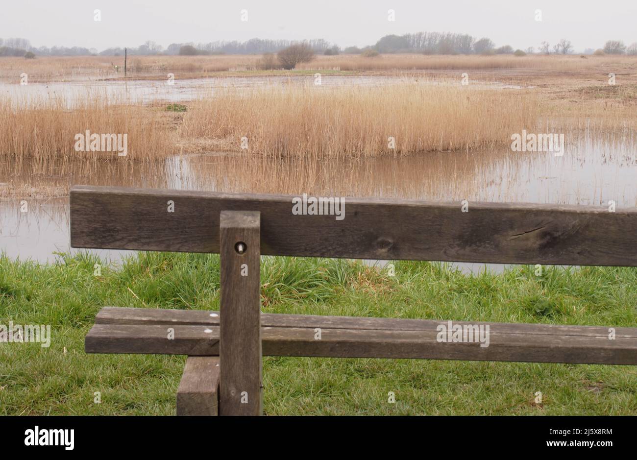 Reeds growing out of wetlands in the fens in Suffolk near the Little Ouse river in spring time, with a wooden seat in the foreground Stock Photo