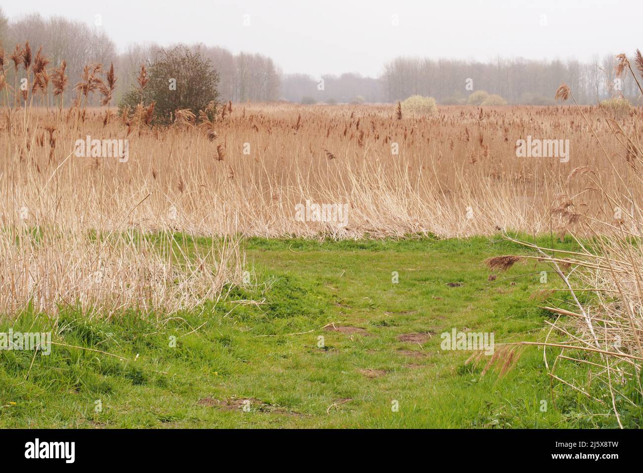 Reedbeds and grazing meadows at Lakenheath wildfowl reserve, Suffolk, England, in the fenlands Stock Photo