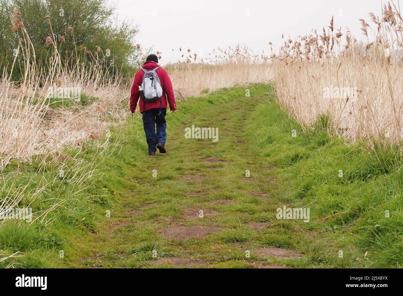 An older man, 60+ walking through a reedbed in the fens in Lakenheath, Suffolk Stock Photo