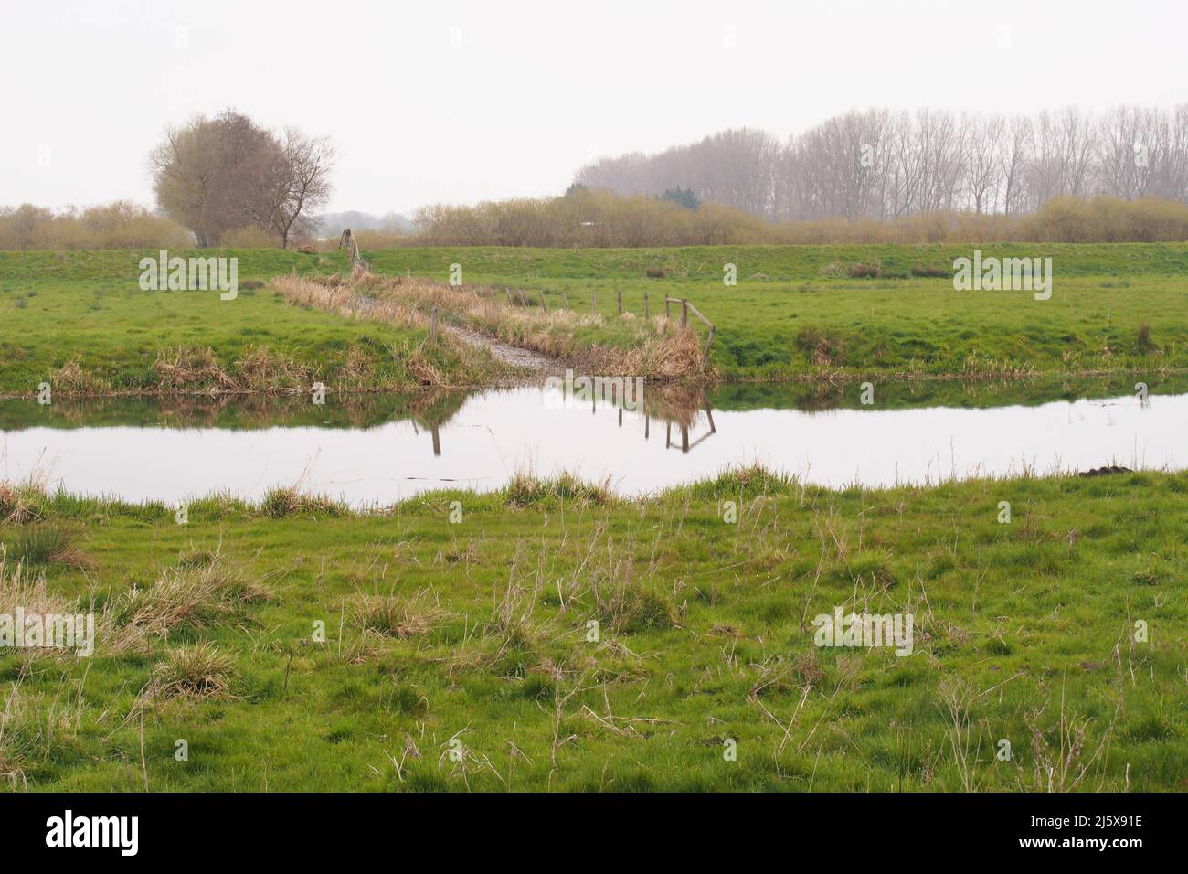Reedbeds, fenlands and grazing meadows either side of the Little Ouse river, Suffolk , England Stock Photo