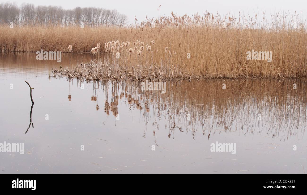 Reeds growing out of wetlands in the fens in Suffolk near the Little Ouse river in spring time Stock Photo