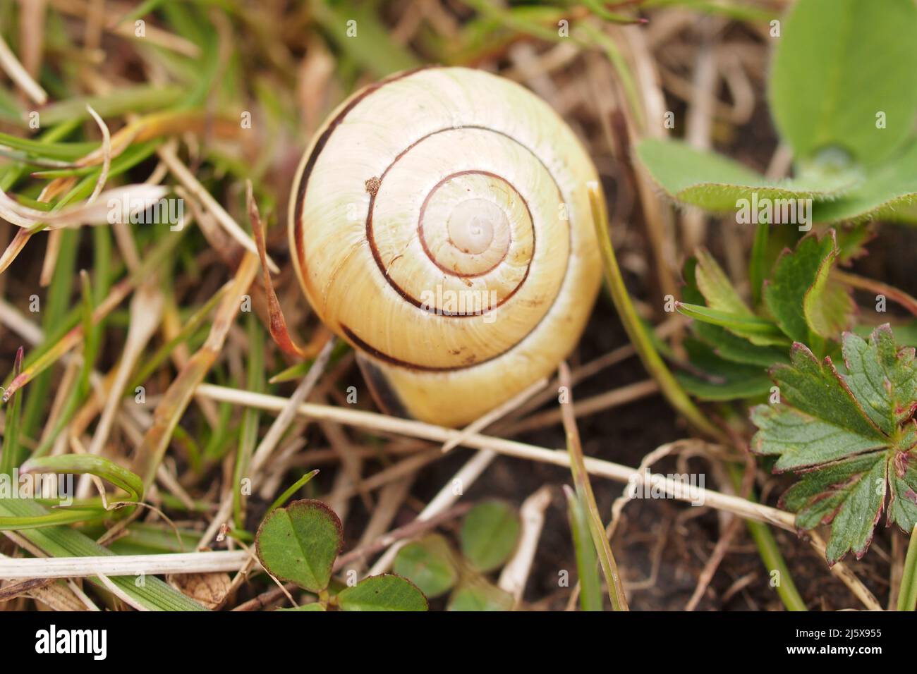 A close up of a land snails epty shell, Cepaea nemoralis, laying on grass in wetlands Stock Photo