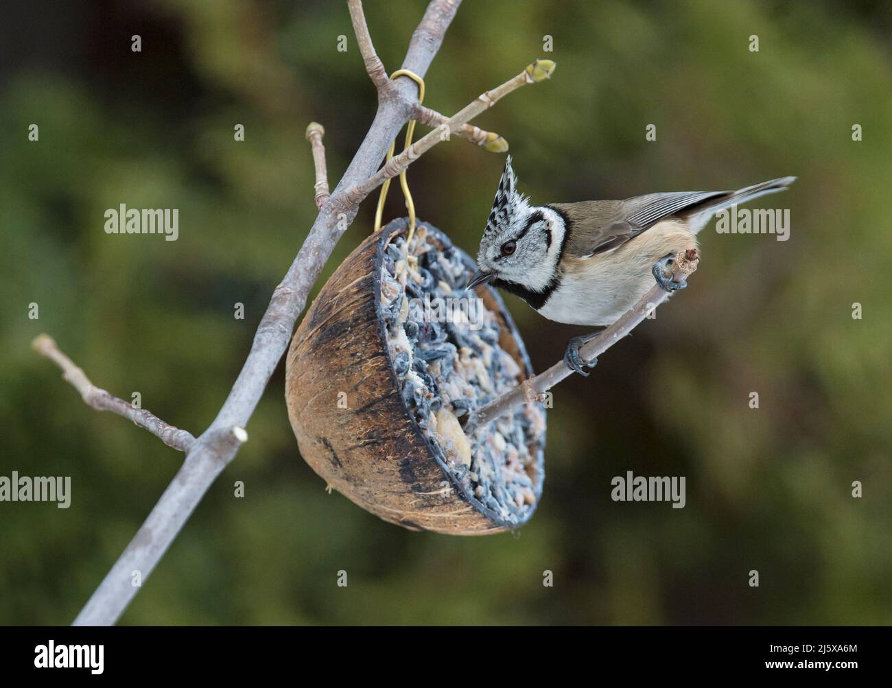 European crested tit (Lophophanes cristatus) at a bird feeder made of a coconut shell during winter time, Valais, Switzerland Stock Photo