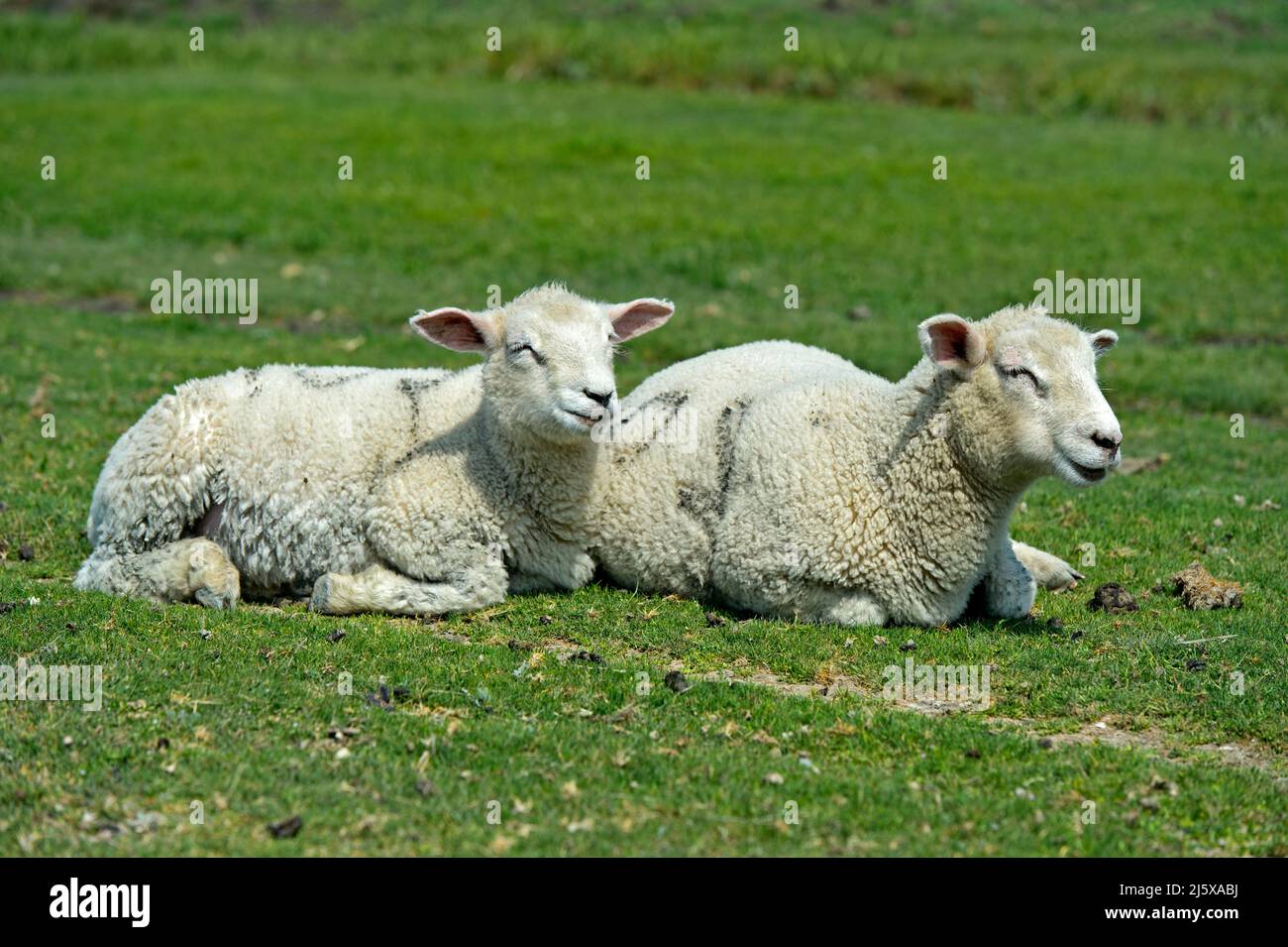 Two lambs of the Texel sheep breed resting on a pasture in the marshland, Schleswig-Holstein Wadden Sea National Park, Westerhever, Germany Stock Photo