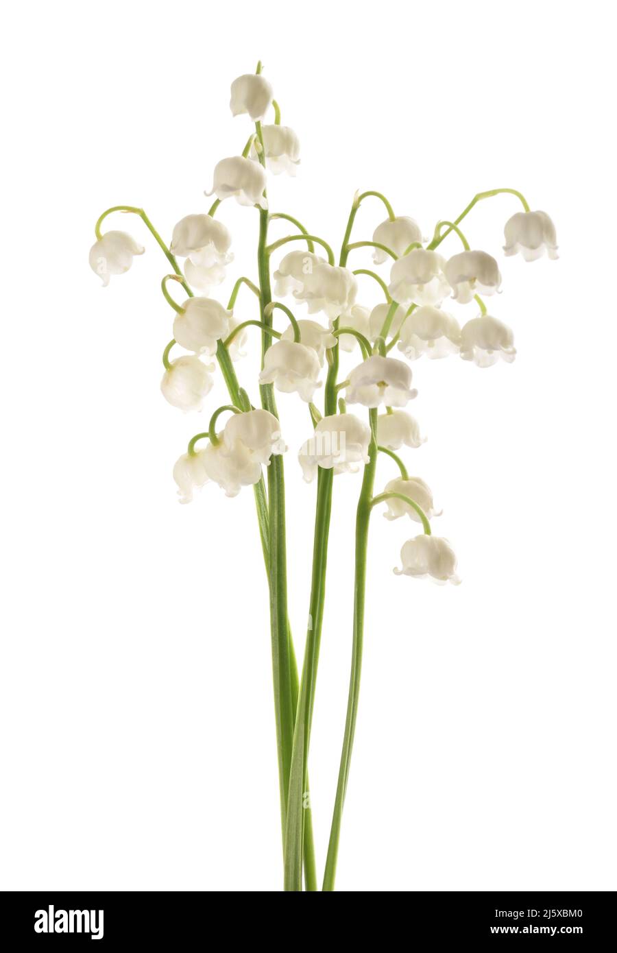 Lily of the valley isolated on white background Stock Photo - Alamy