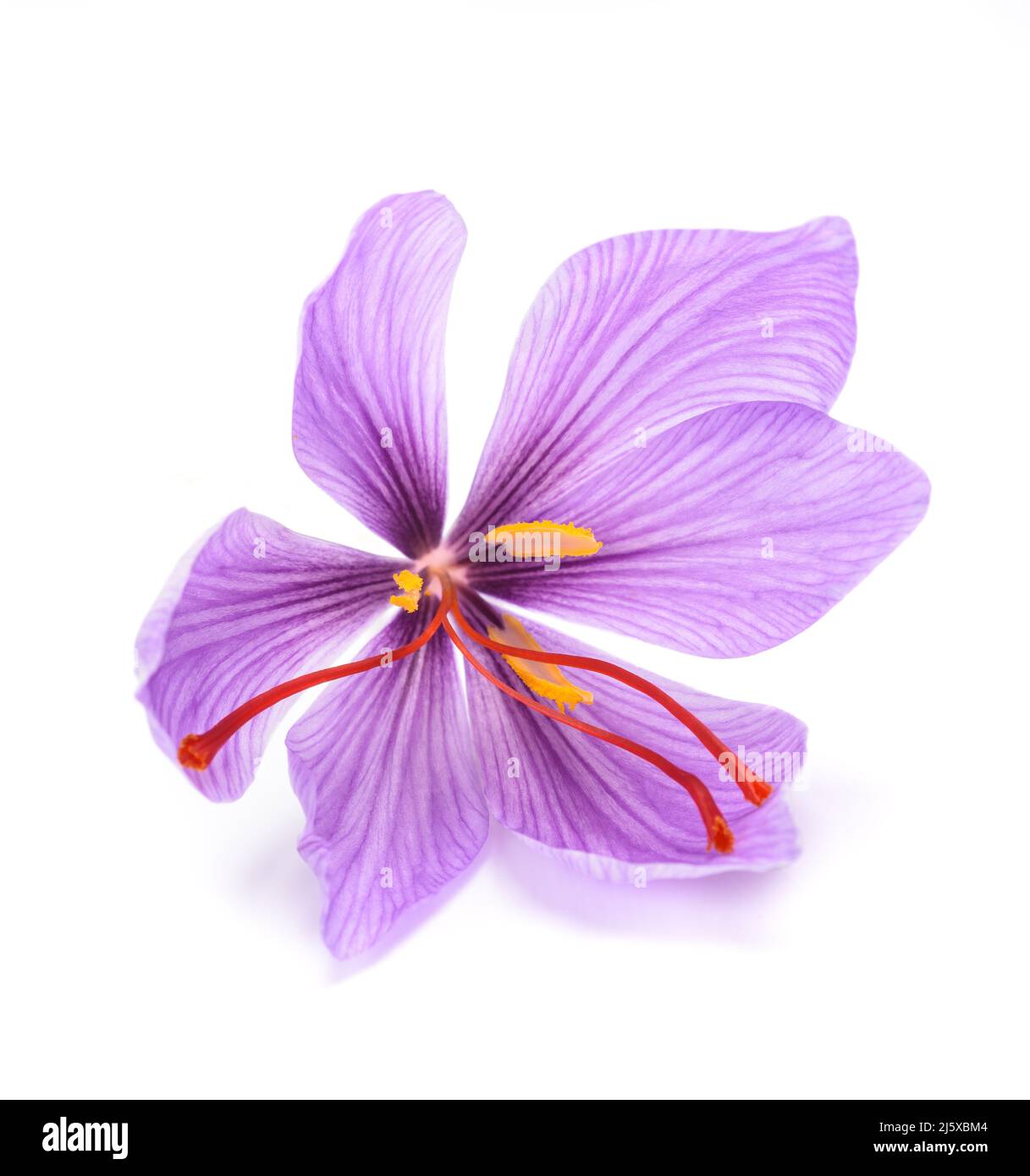 Saffron flower isolated on white background Stock Photo Alamy