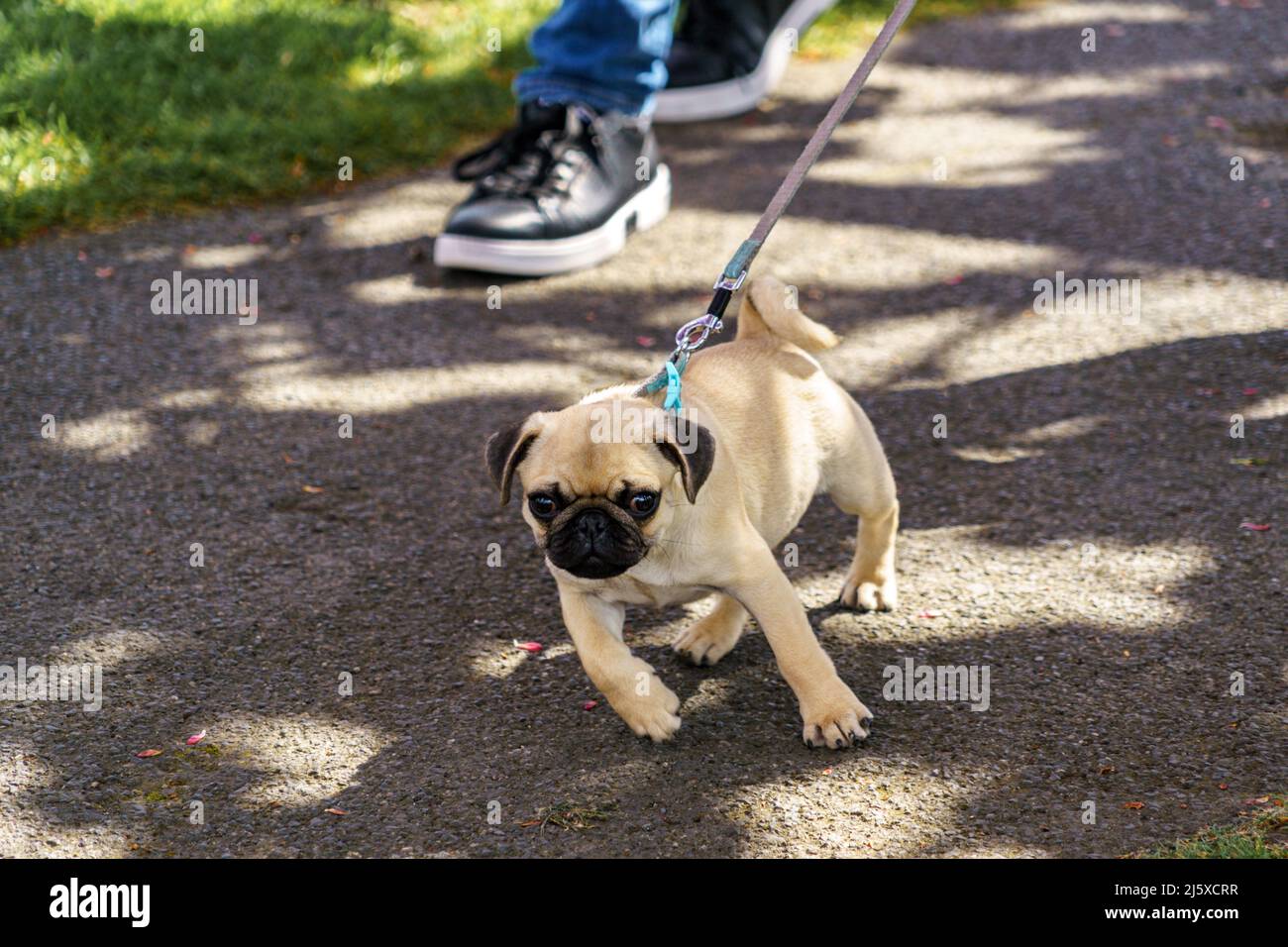 Cute fawn-coloured Pug also called Dutch Bulldogs, with wrinkly, short-muzzled face a curly tail on a leash enjoying a walk in the park. Stock Photo