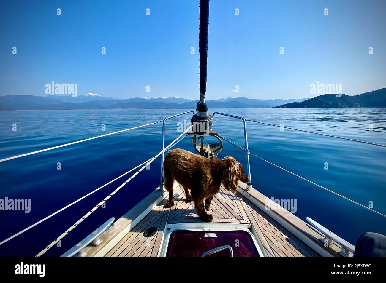 Sailing in Turkey and swimming with a dog Stock Photo