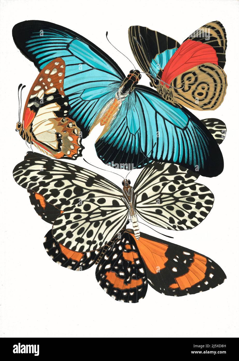 Art By Eugene Seguy Papillons Plate 11 1925 Stock Photo Alamy