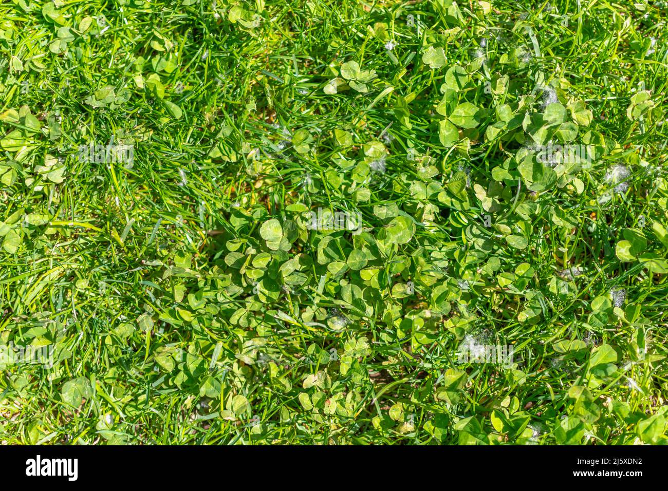 Bright grass texture, uncut grass, short Stock Photo