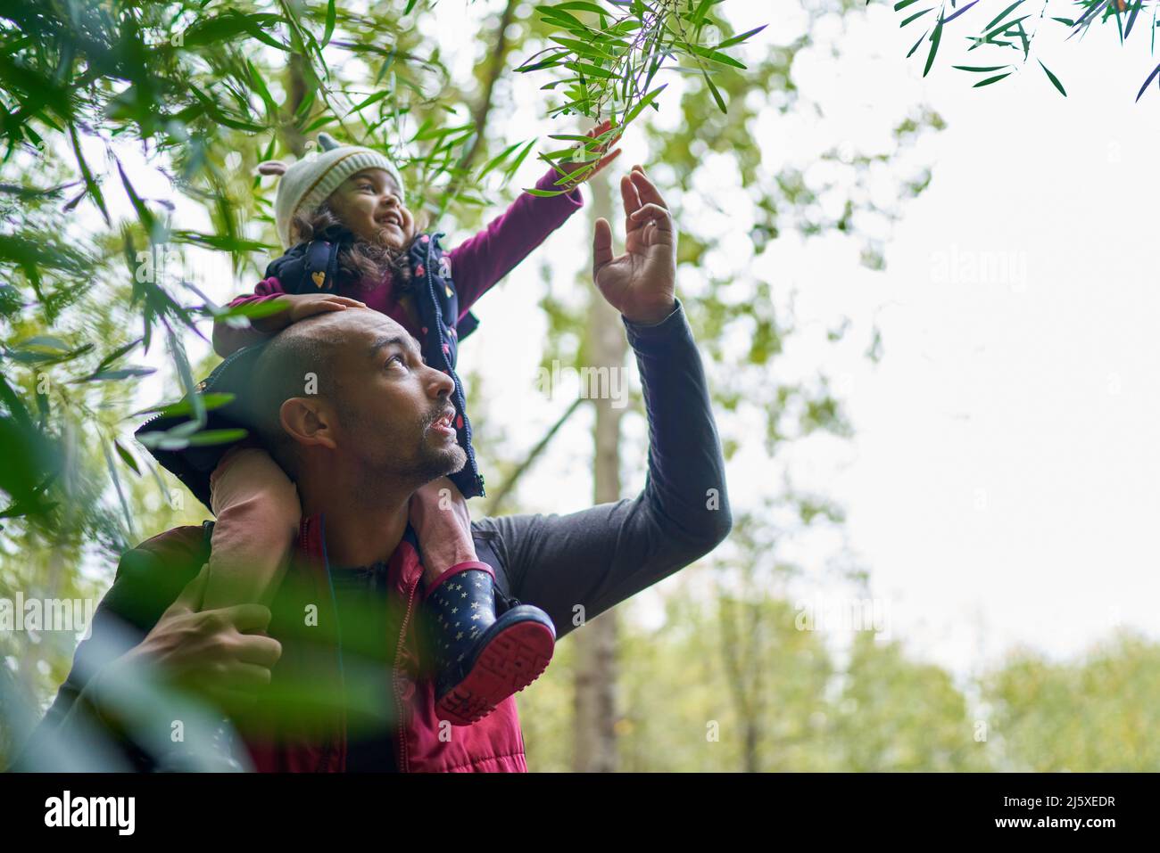 Daughter on shoulders of father reaching for branch on hike Stock Photo