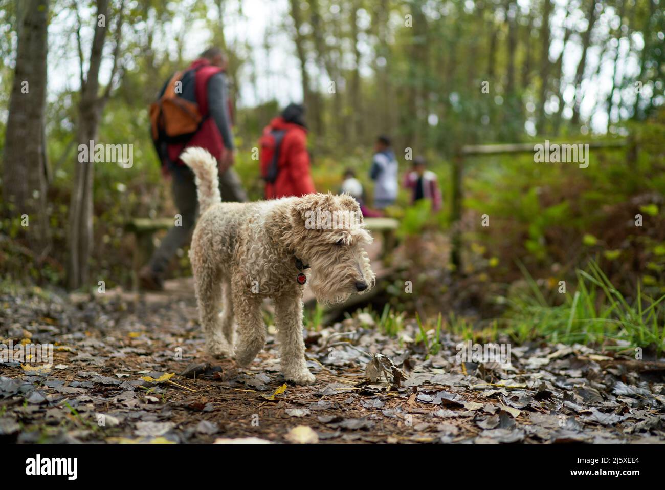 Dog hiking with family in woods Stock Photo