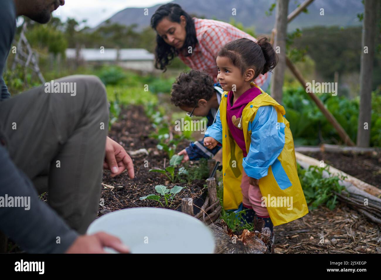 Cute toddler girl gardening with family Stock Photo