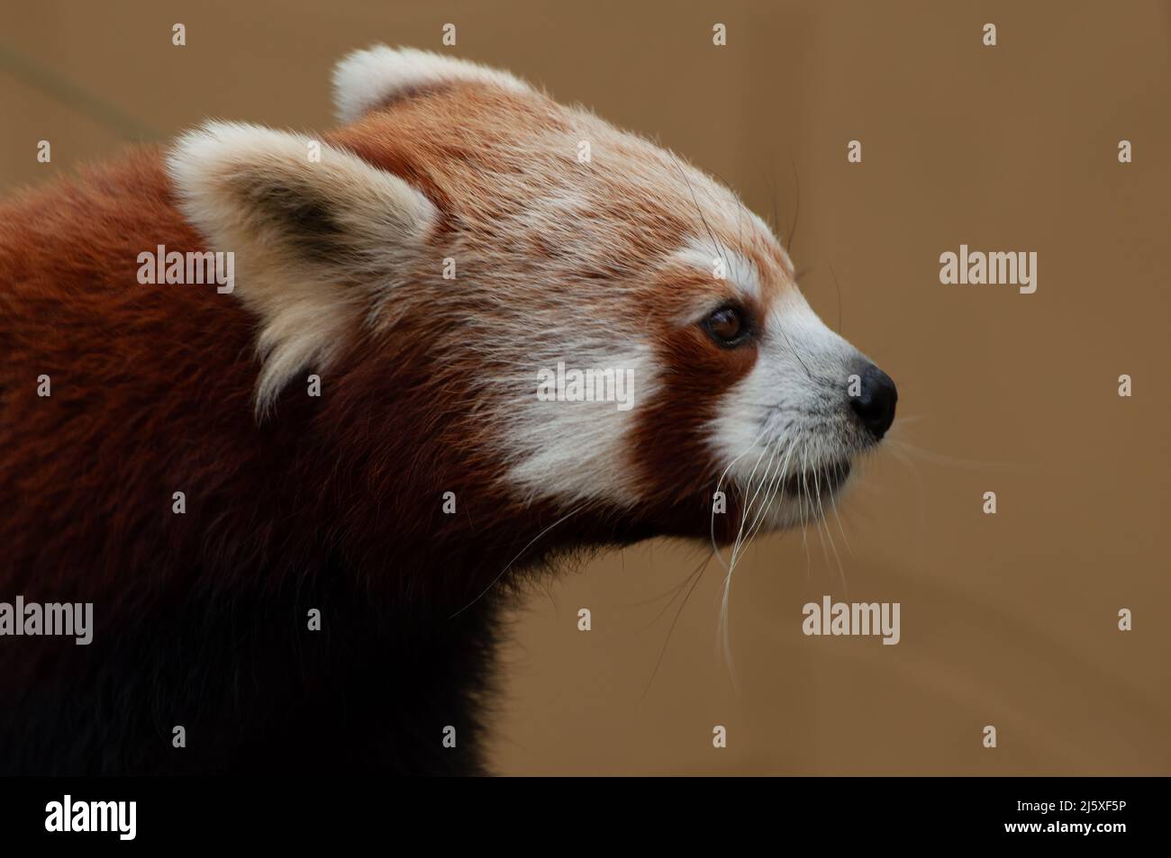 Red Panda, Ailurus fulgens, head shot looking towards right with plain background Stock Photo