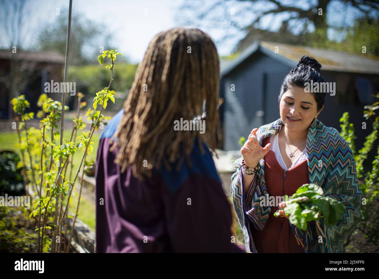 Young women friends harvesting vegetables in sunny garden Stock Photo