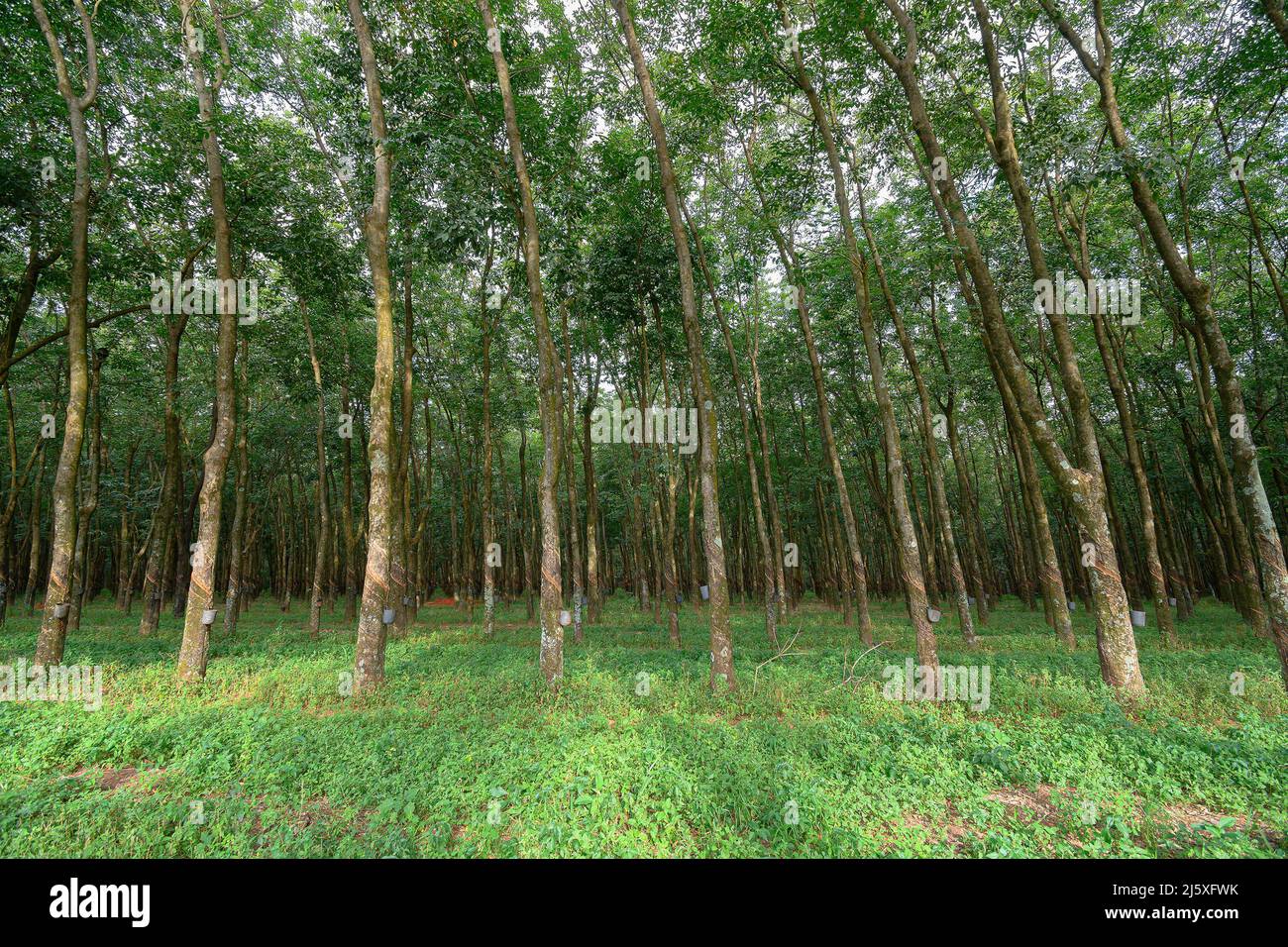 Extraction of plant gum from the rubber tree hires stock photography