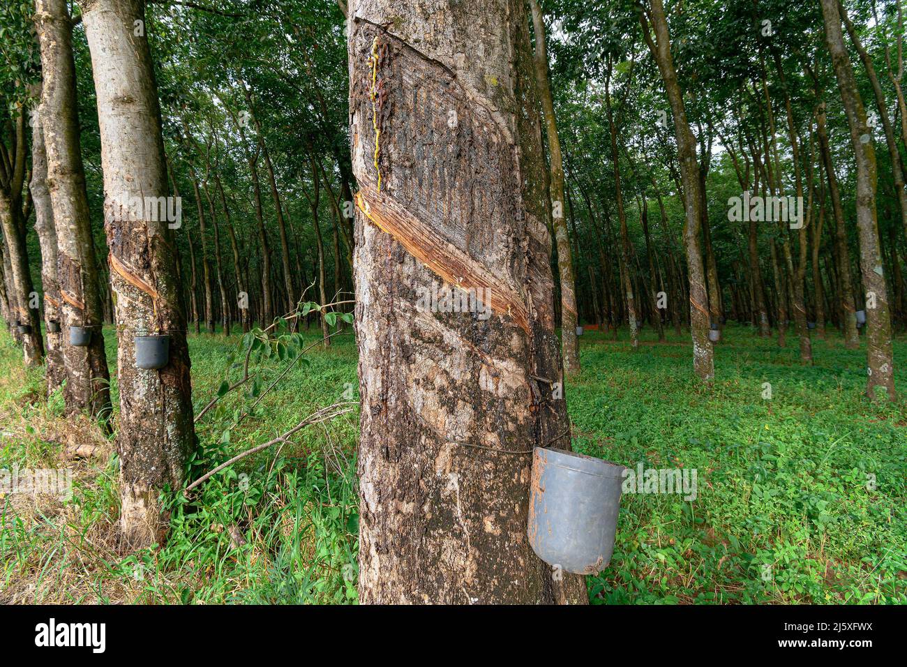 Rubber trees with cuts in the bark, which were made to bleed the sap