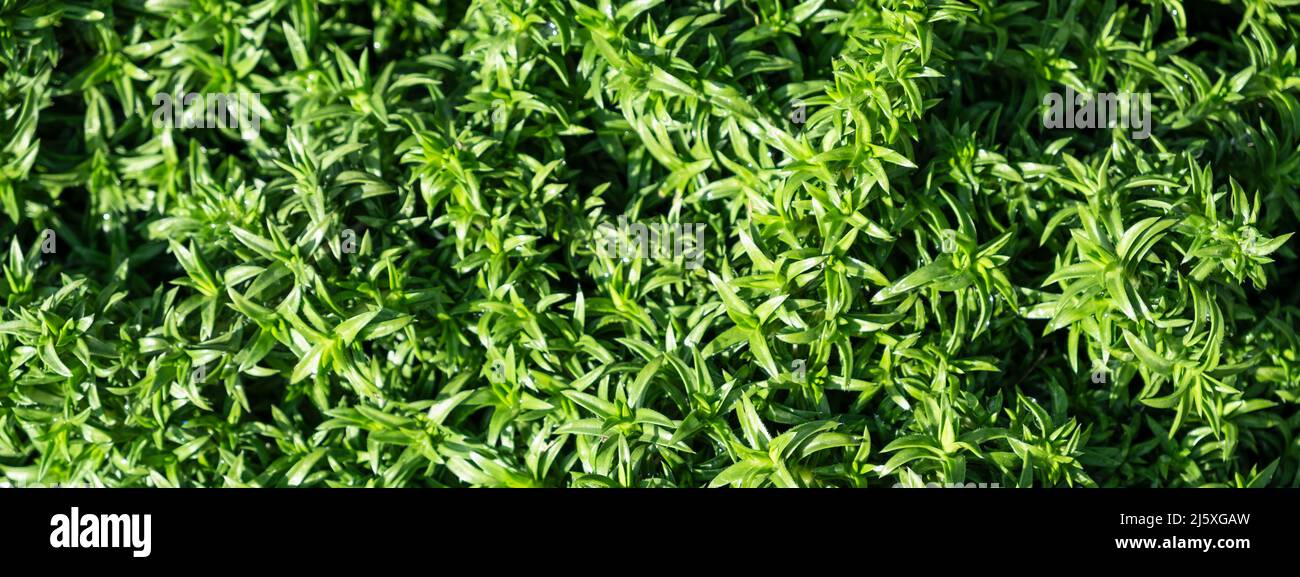 Full Frame Green plant Phlox subulate, leaves foliage nature background ...
