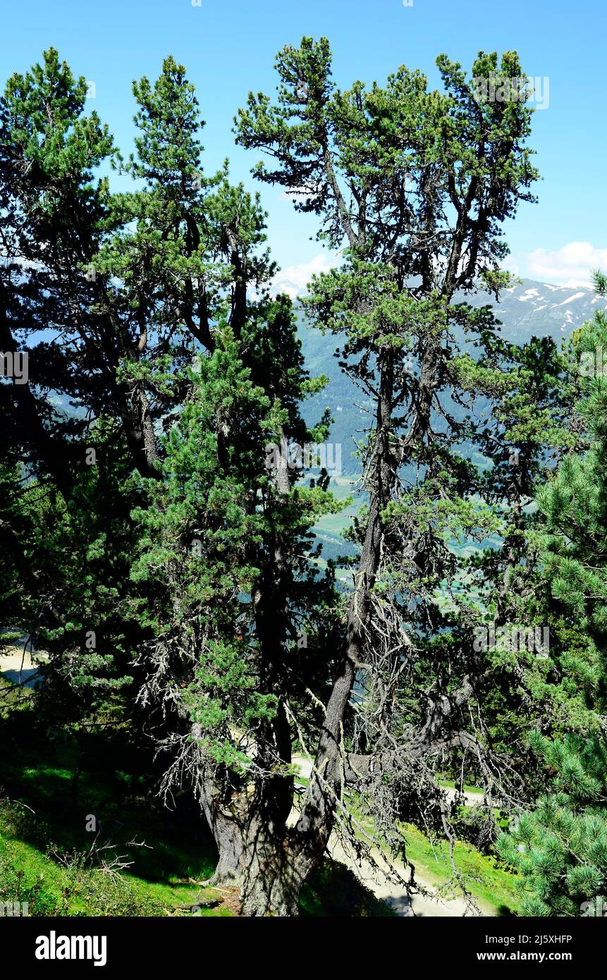 Austria, Tirol, stone pine Stock Photo