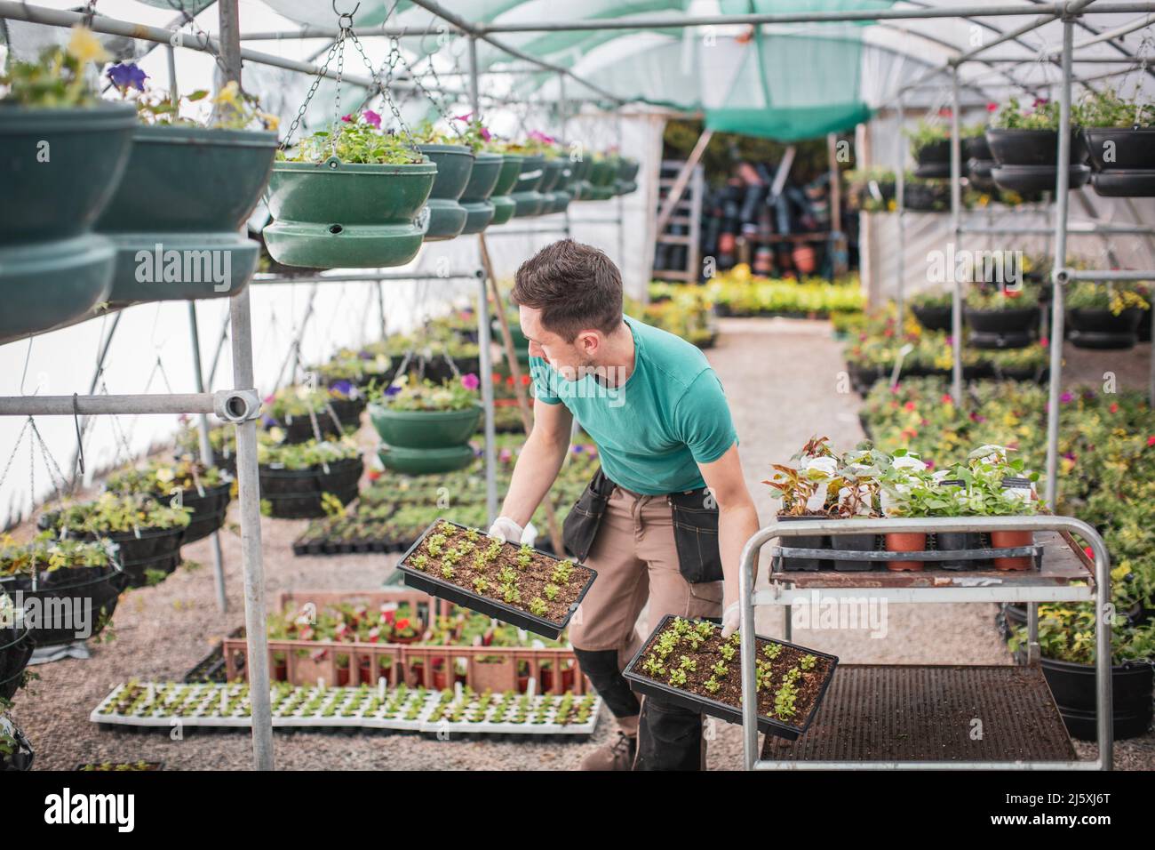 Male plant nursery worker arranging plants in greenhouse Stock Photo