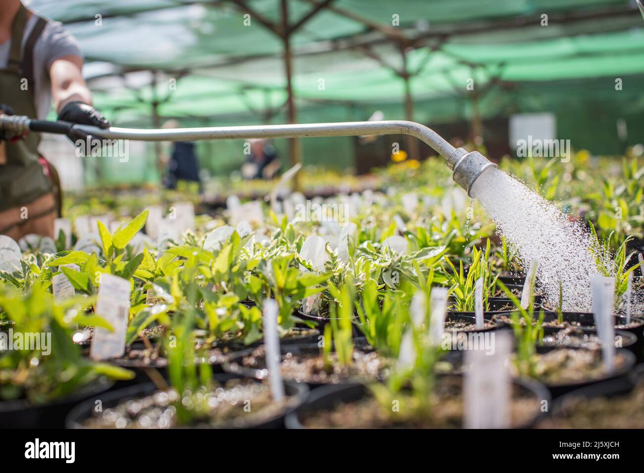 Plant nursery worker watering plants with hose Stock Photo Alamy